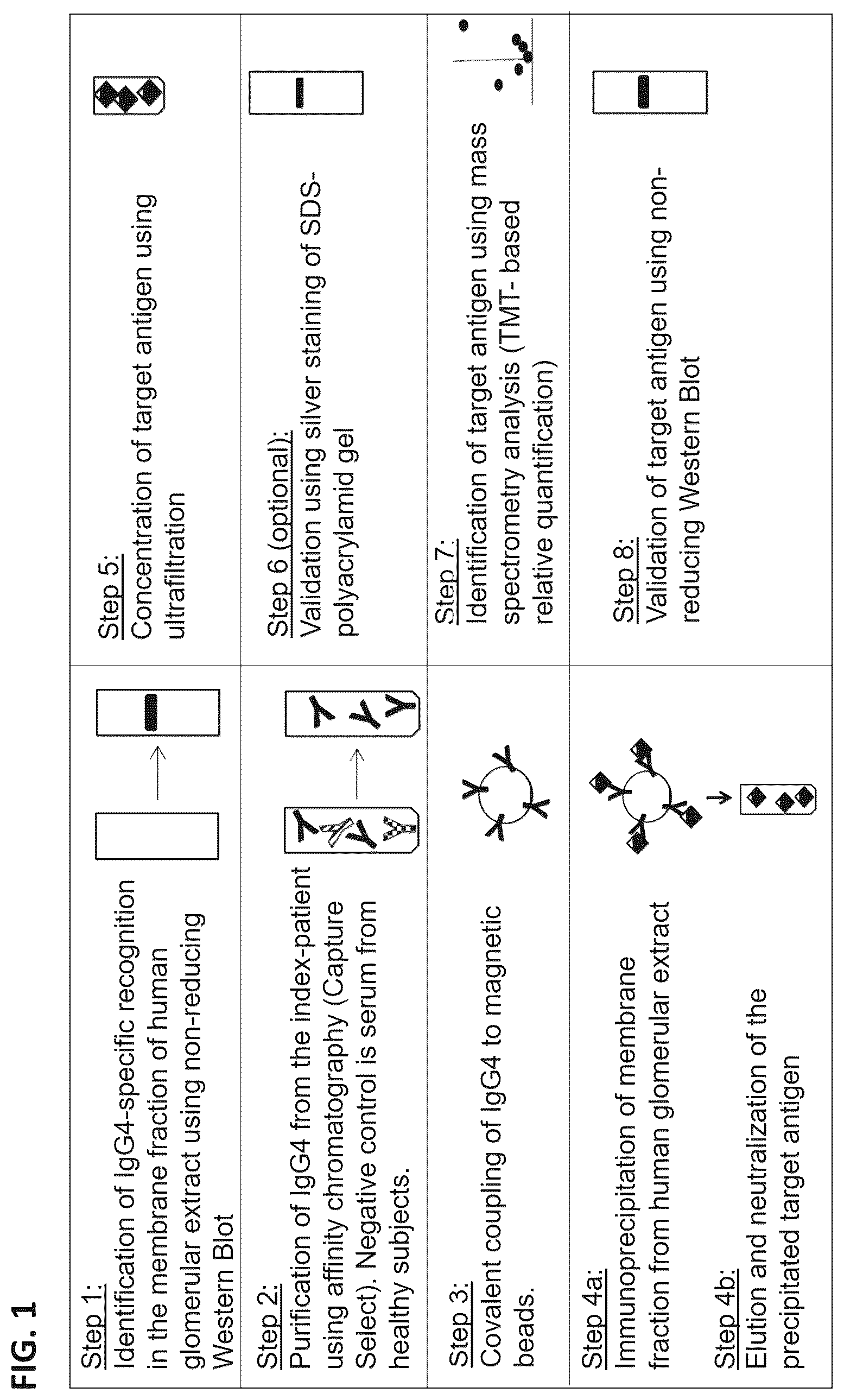 Patent US12306184 Figure 1 – Biomarkers of membranous glomerulonephritis