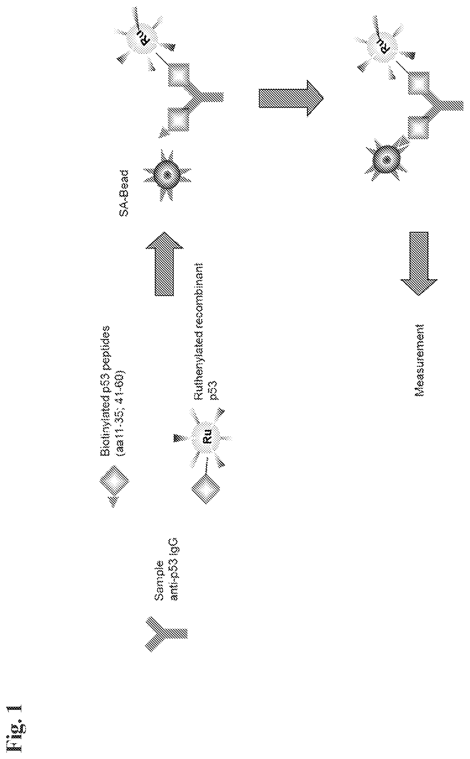 Patent US12306185 — Detection of anti-p53 antibodies — Figure 1