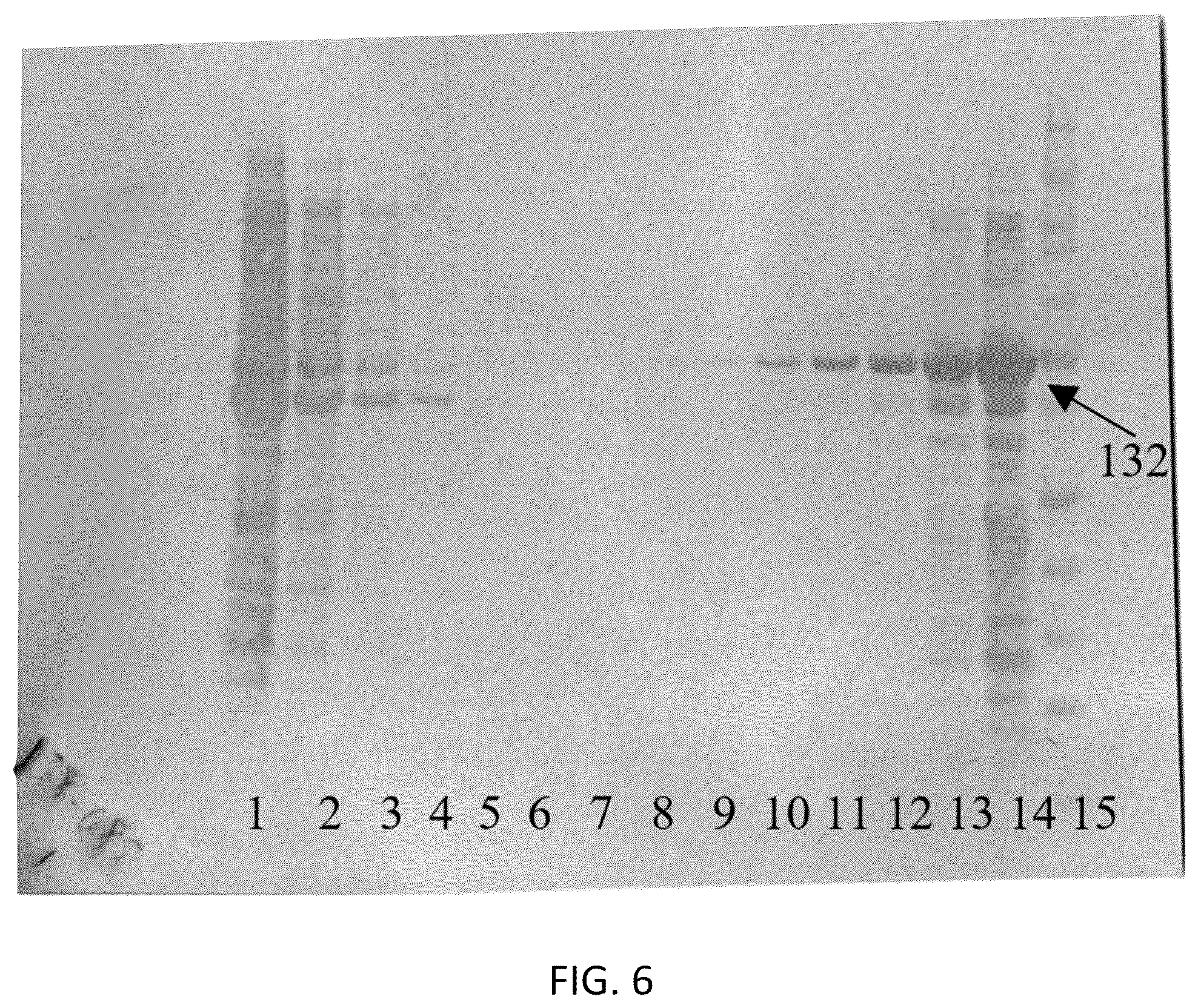 Patent US12306186 Figure 4 – Live tests for diagnosis of transmissible spongiform encephalopathy in animals and humans