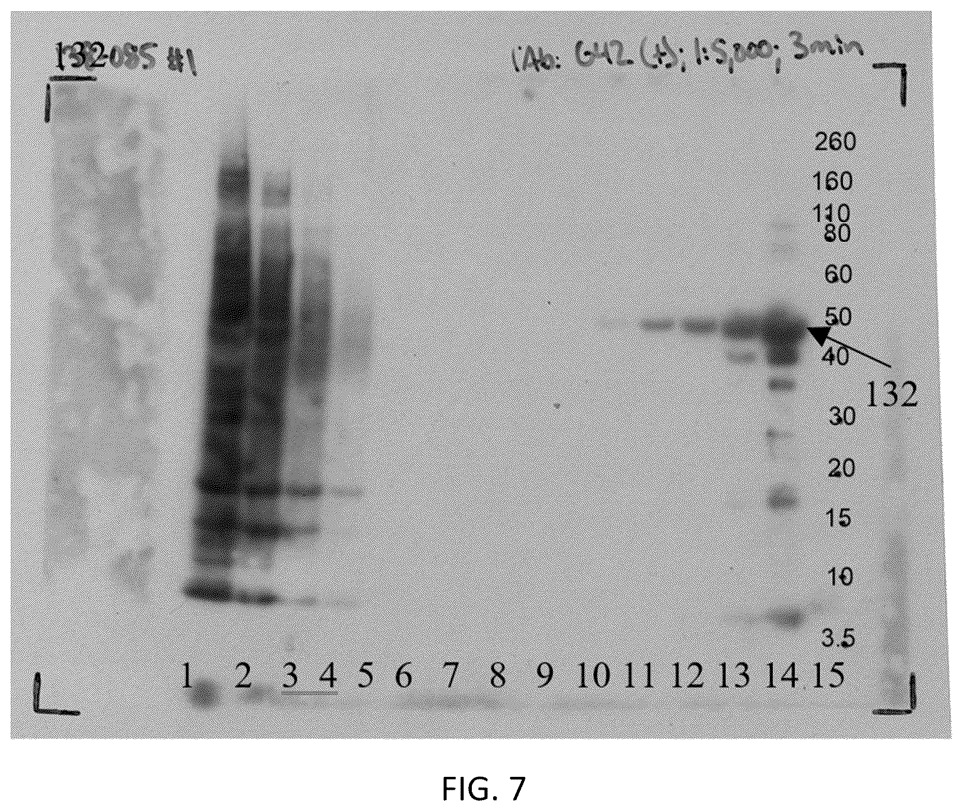 Patent US12306186 Figure 5 – Live tests for diagnosis of transmissible spongiform encephalopathy in animals and humans