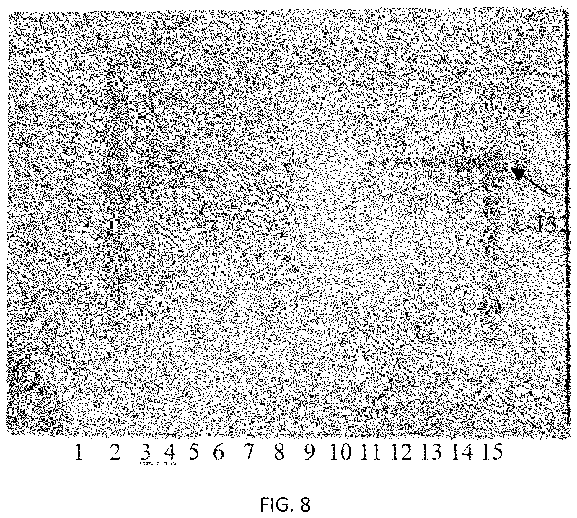 Patent US12306186 Figure 6 – Live tests for diagnosis of transmissible spongiform encephalopathy in animals and humans