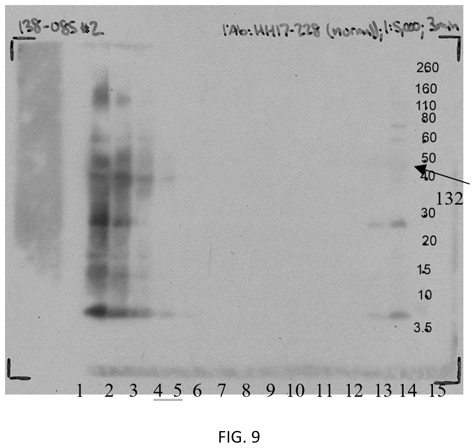 Patent US12306186 Figure 7 – Live tests for diagnosis of transmissible spongiform encephalopathy in animals and humans