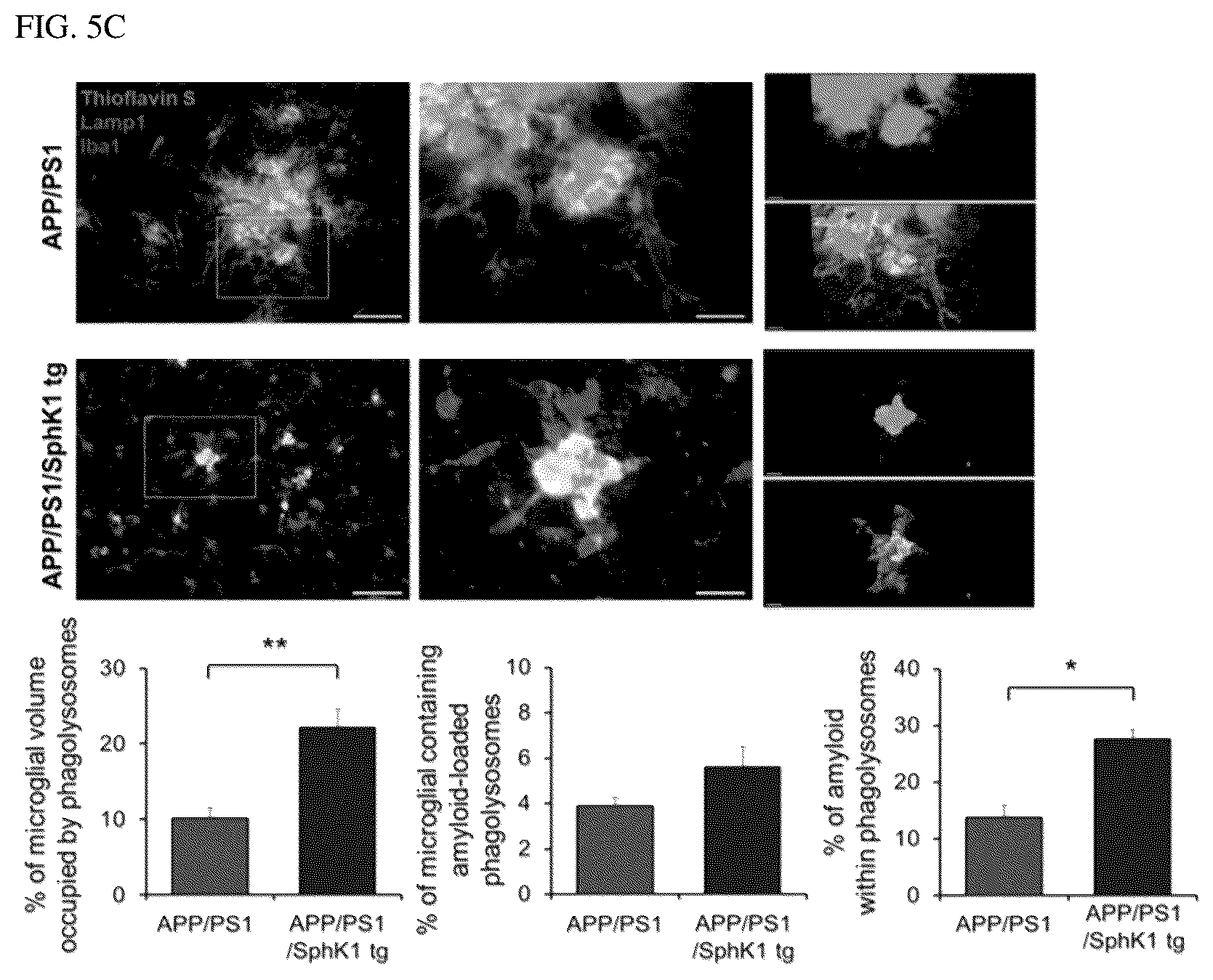 Patent US12306191 Figure 13 – Composition for diagnosis of degenerative neurological diseases