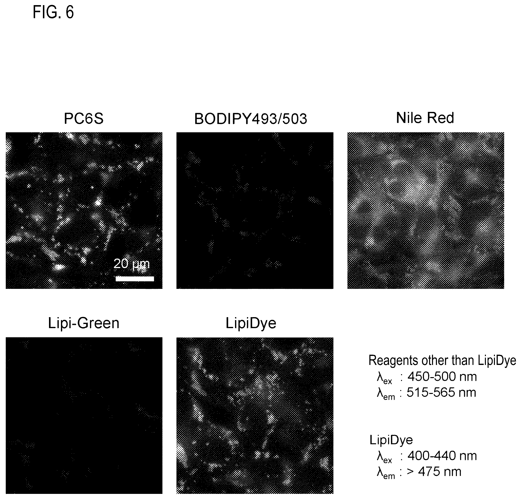 Patent US12306194 Figure 6 – Reagent for fluorescence imaging of lipid droplets in cell and tissue