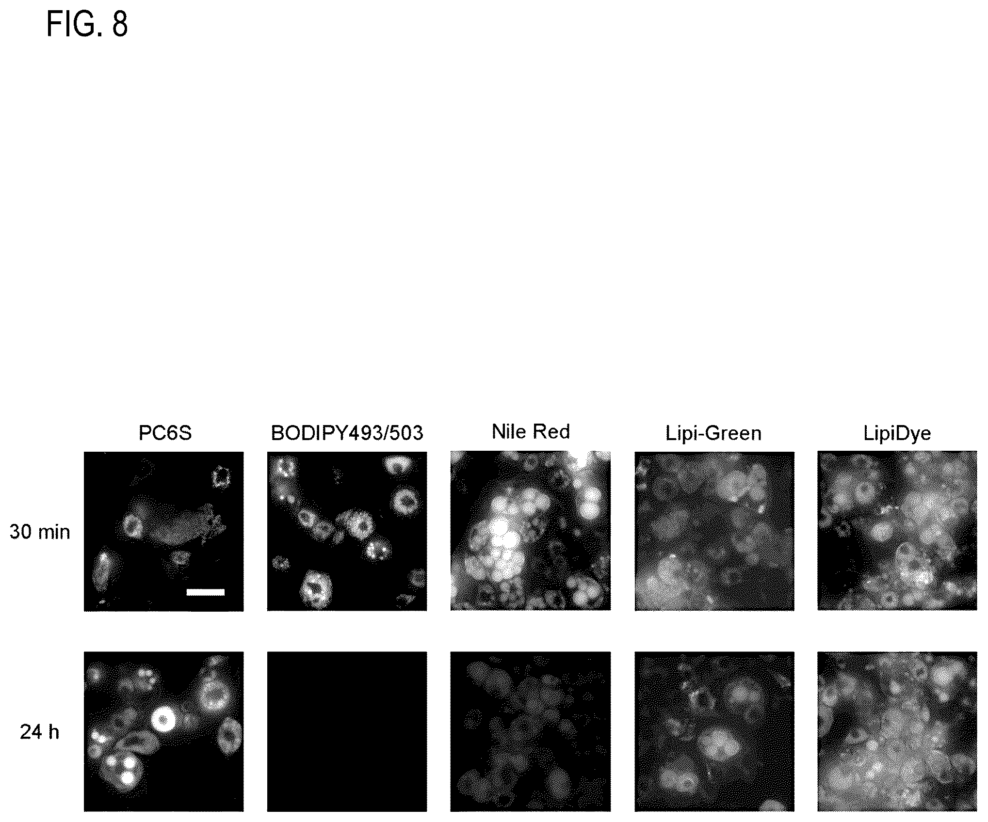 Patent US12306194 Figure 8 – Reagent for fluorescence imaging of lipid droplets in cell and tissue