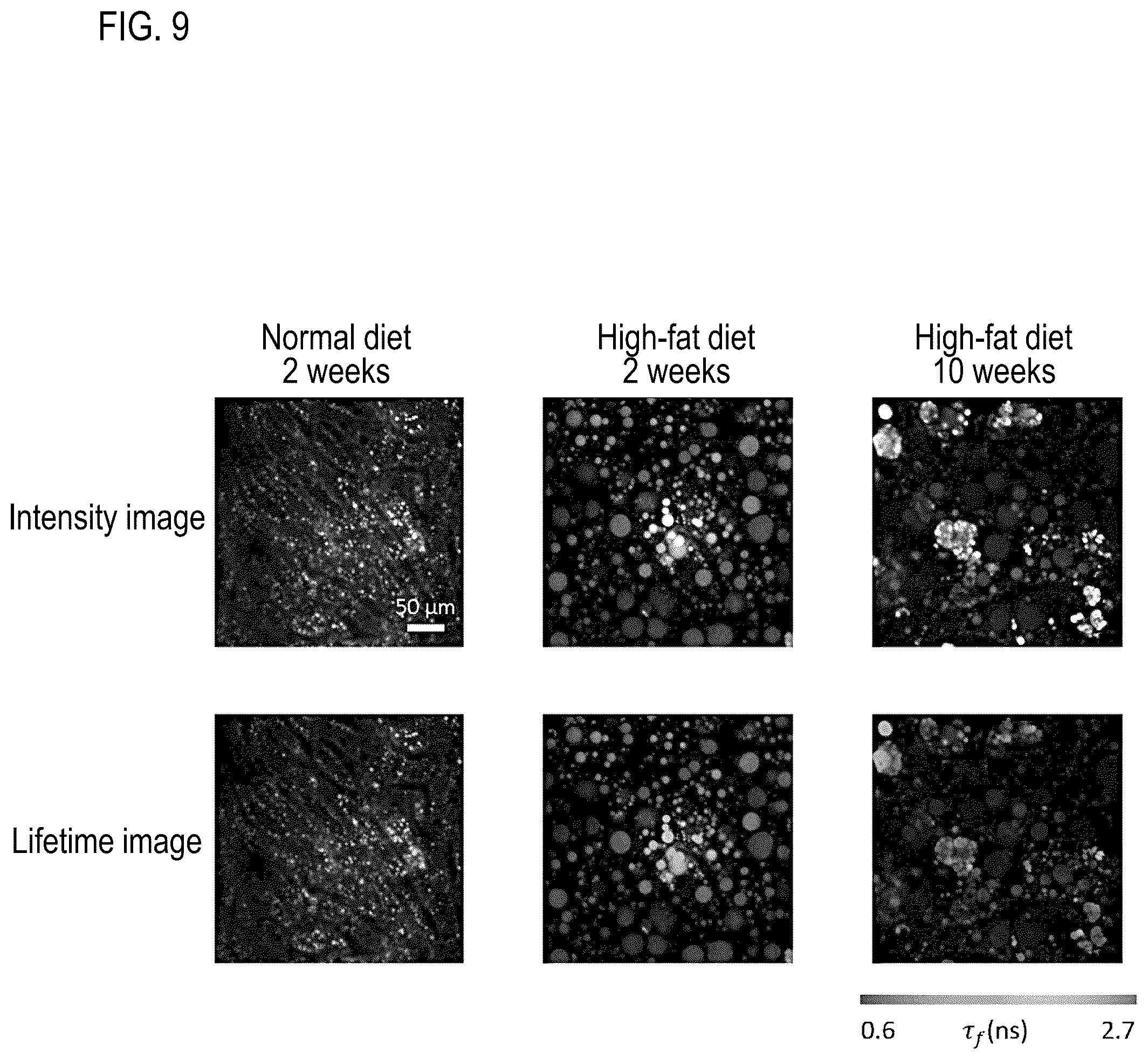 Patent US12306194 Figure 9 – Reagent for fluorescence imaging of lipid droplets in cell and tissue