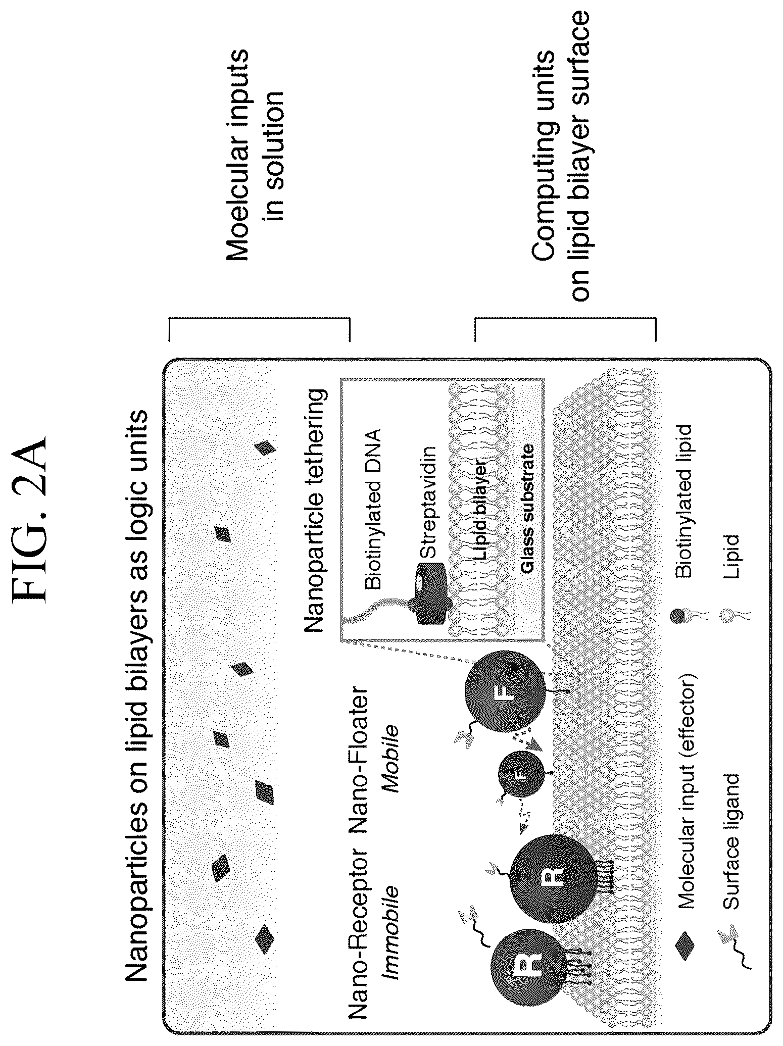 Patent US12307346 Figure 4 – Lipid nanotablet