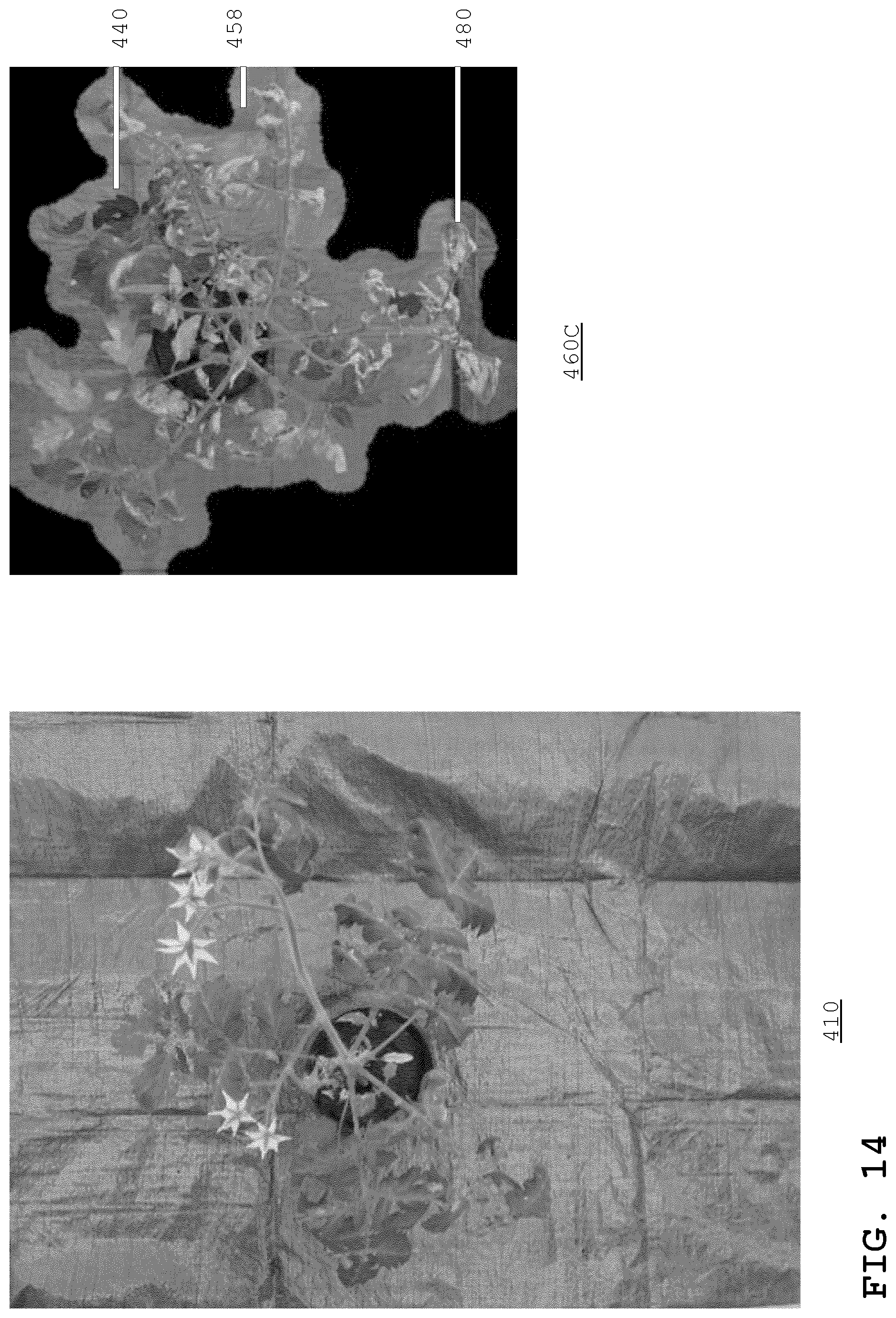 Patent US12307645 Figure 13 – Quantifying biotic damage on plants, by separating plant-images and subsequently operating a convolutional neural network