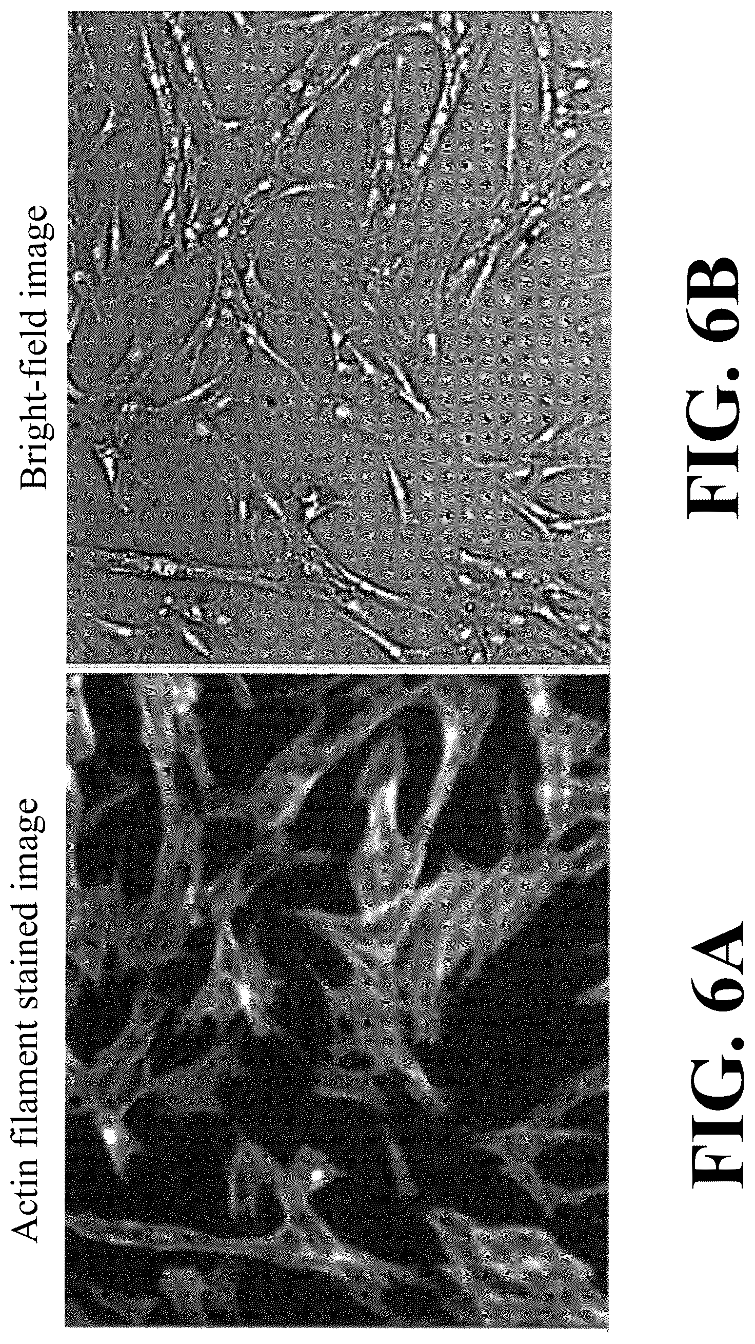 Patent US12307655 Figure 6 – Cell image analysis method and cell image analysis device