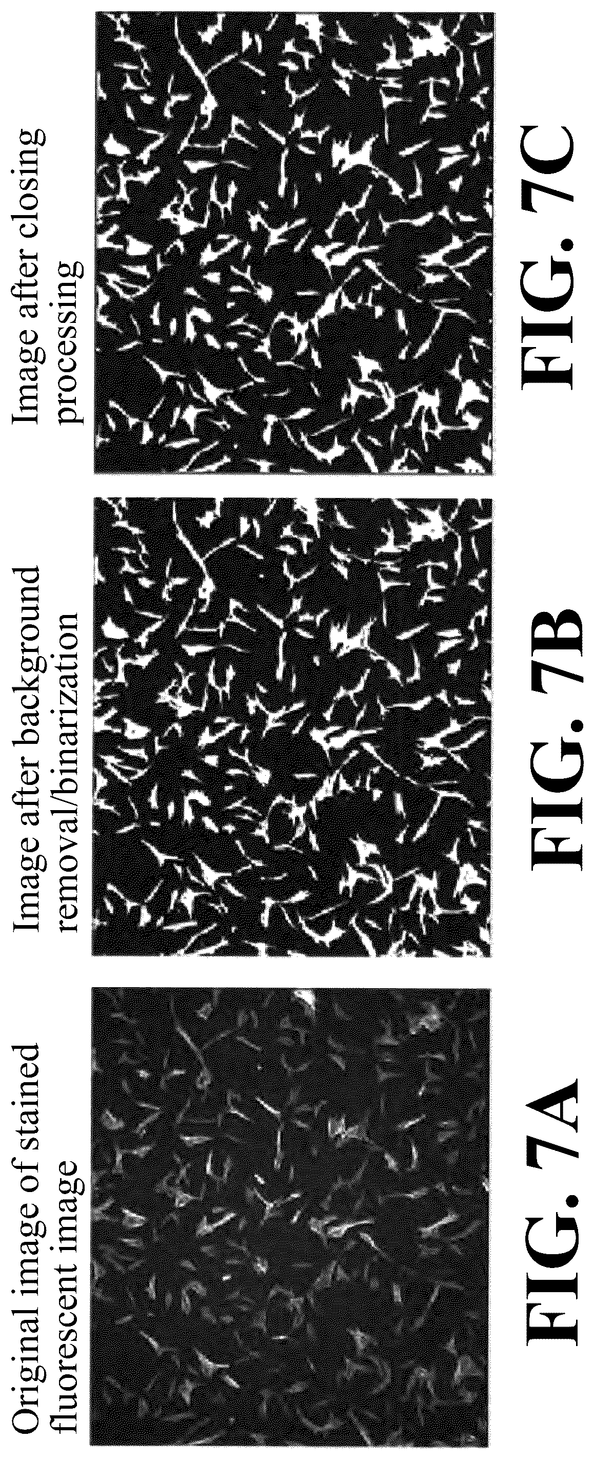 Patent US12307655 Figure 7 – Cell image analysis method and cell image analysis device