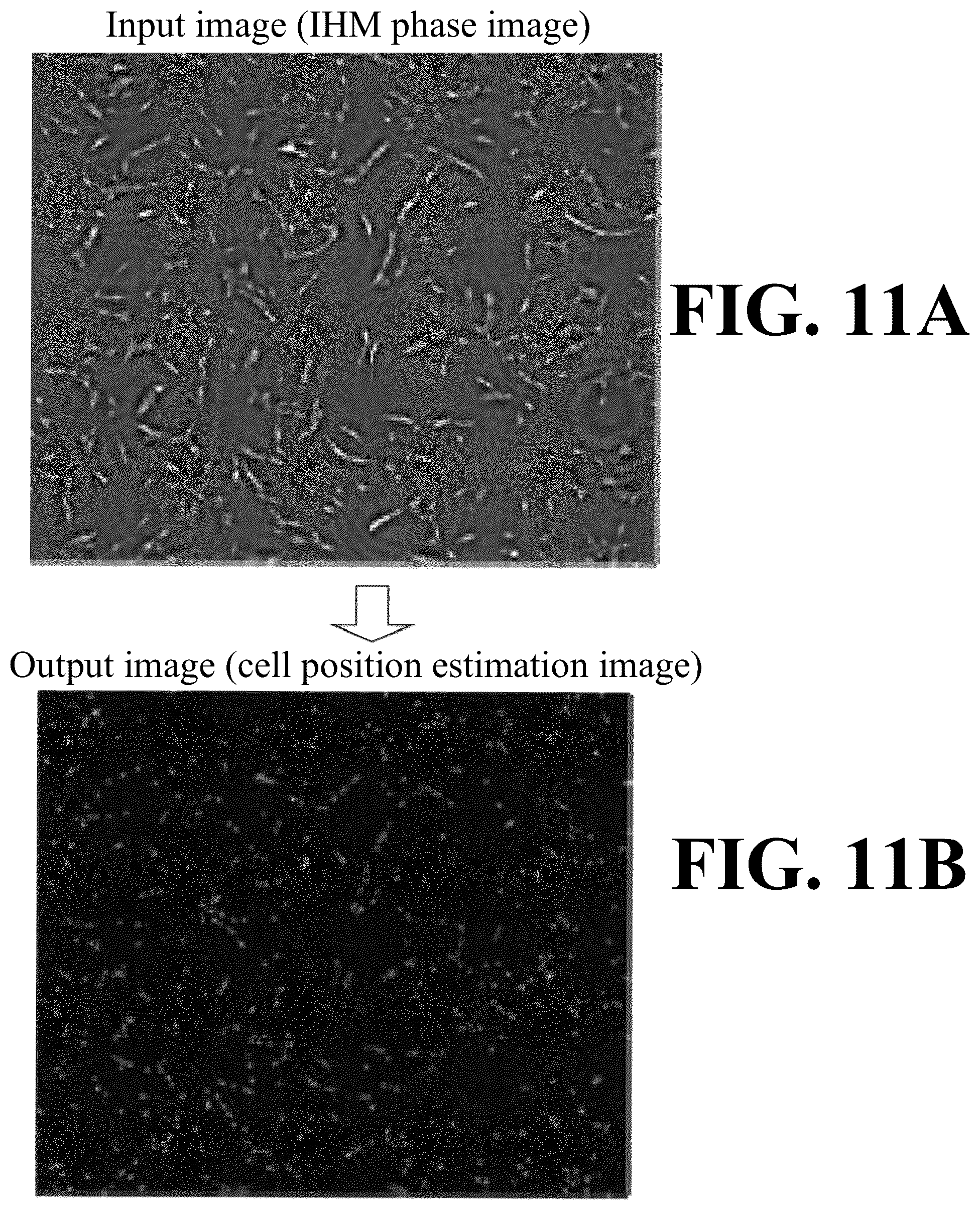 Patent US12307655 Figure 11 – Cell image analysis method and cell image analysis device