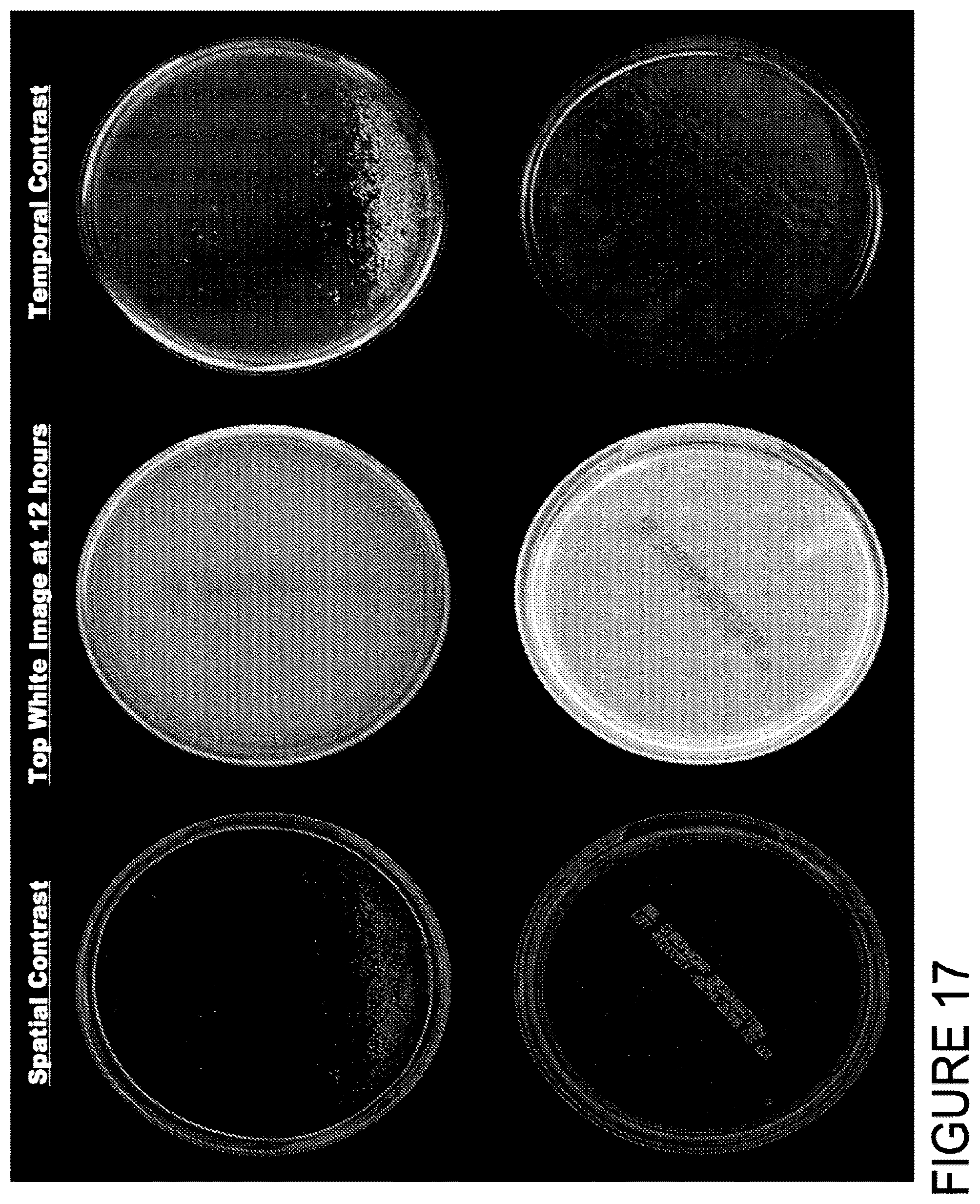 Patent US12307794 Figure 20 – System and method for monitoring bacterial growth of bacterial colonies and predicting colony biomass