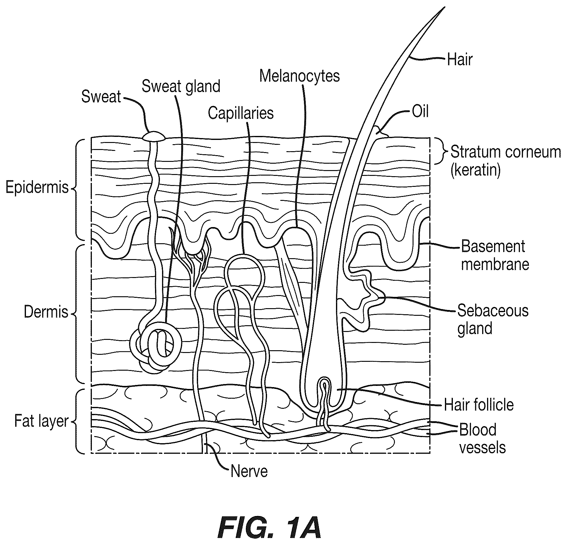 Patent US12308120 Figure 1 – Analysis and characterization of epithelial tissue structure