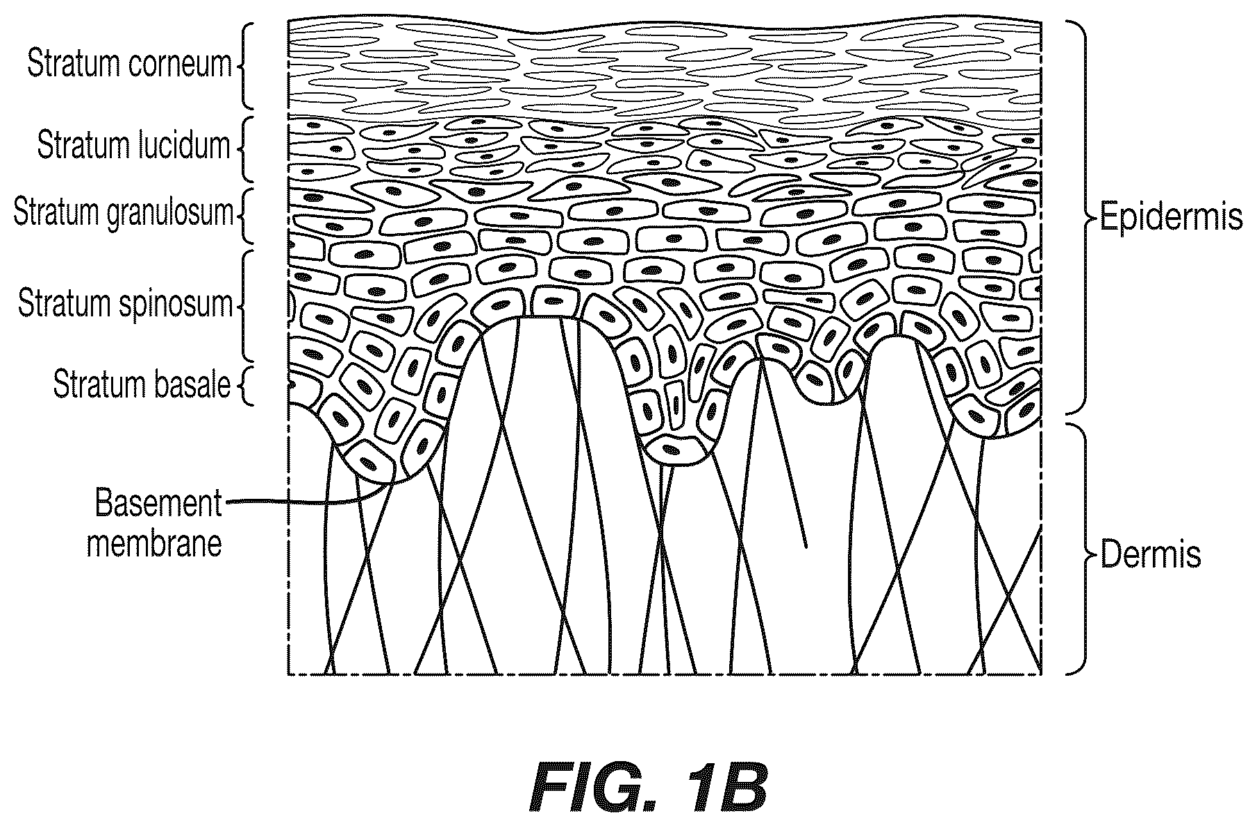 Patent US12308120 Figure 2 – Analysis and characterization of epithelial tissue structure