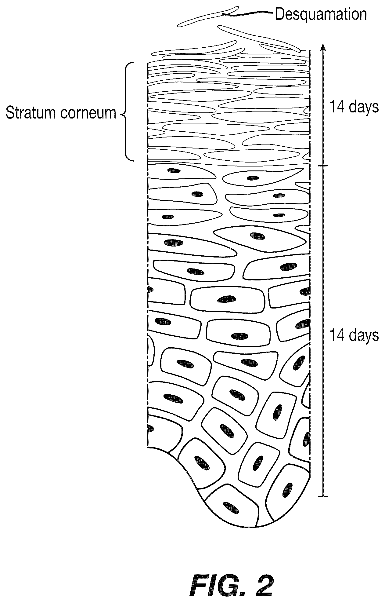 Patent US12308120 Figure 3 – Analysis and characterization of epithelial tissue structure