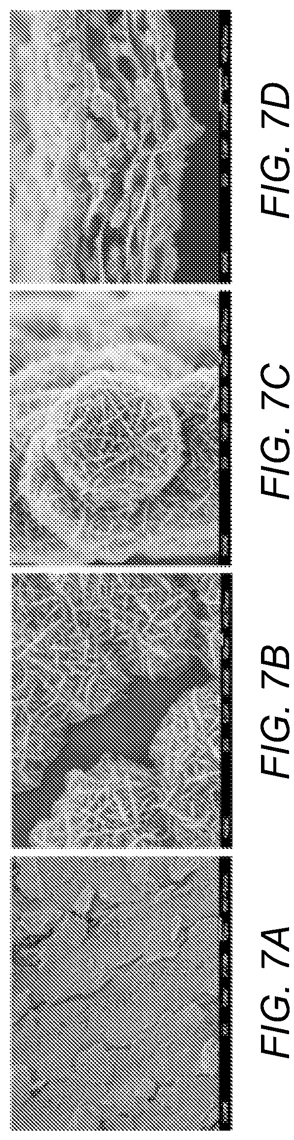Patent US12308167 Figure 5 – Porous interconnected corrugated carbon-based network (ICCN) composite
