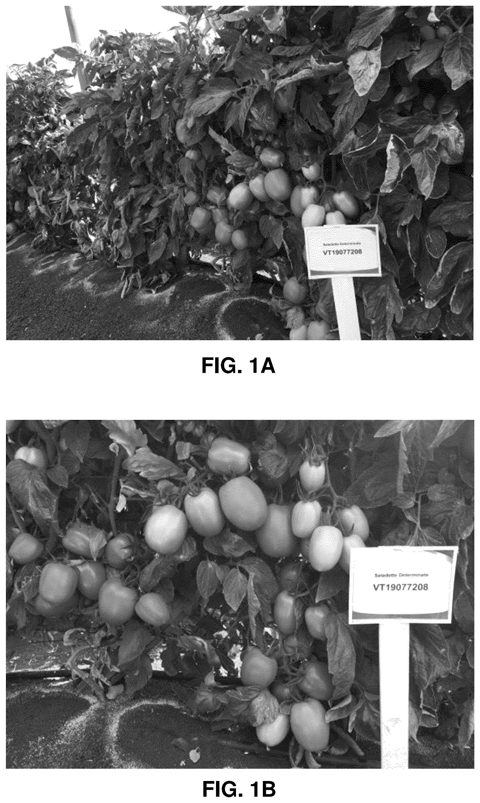Patent US12310325 — Hybrid tomato variety 'VT19077208 — Figure 1