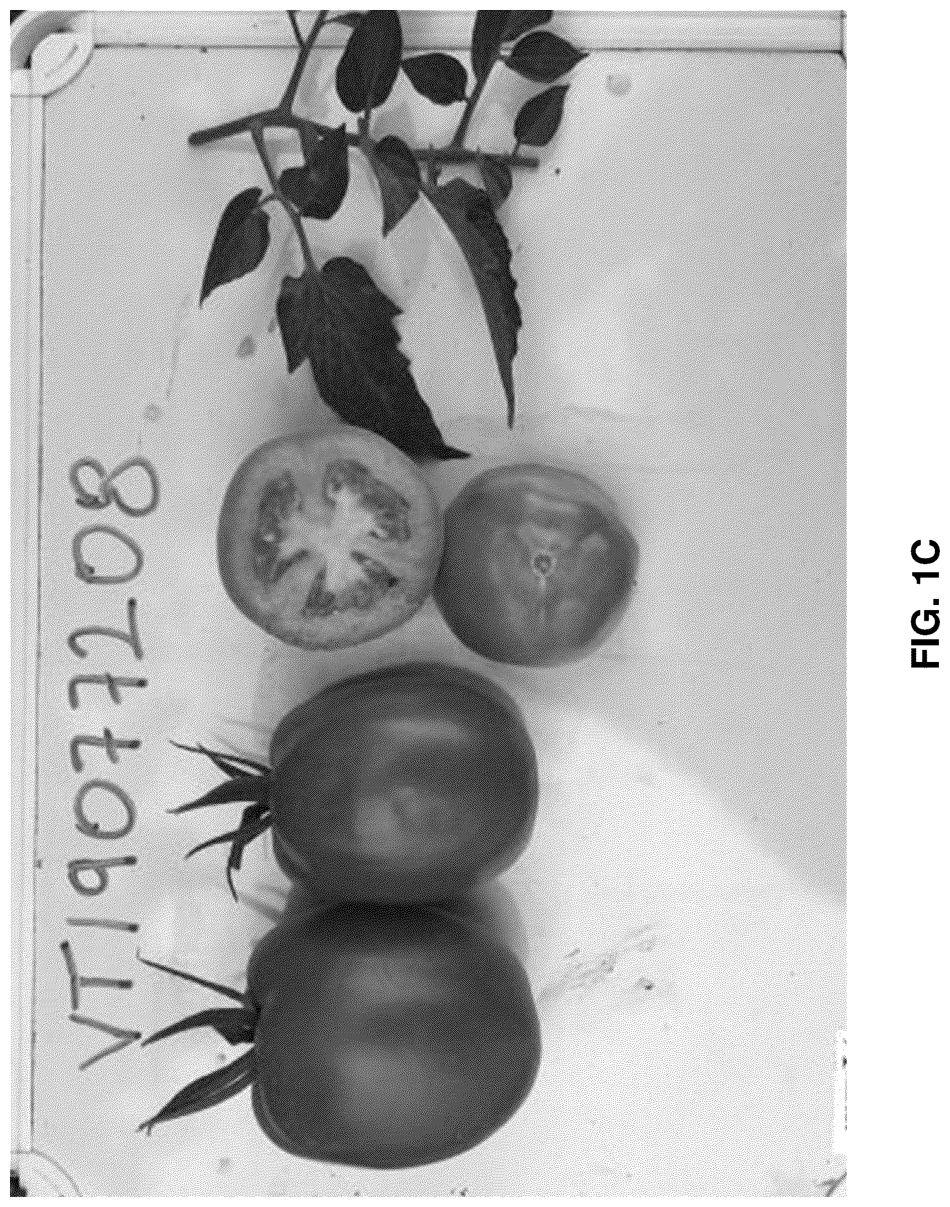 Patent US12310325 Figure 2 – Hybrid tomato variety 'VT19077208