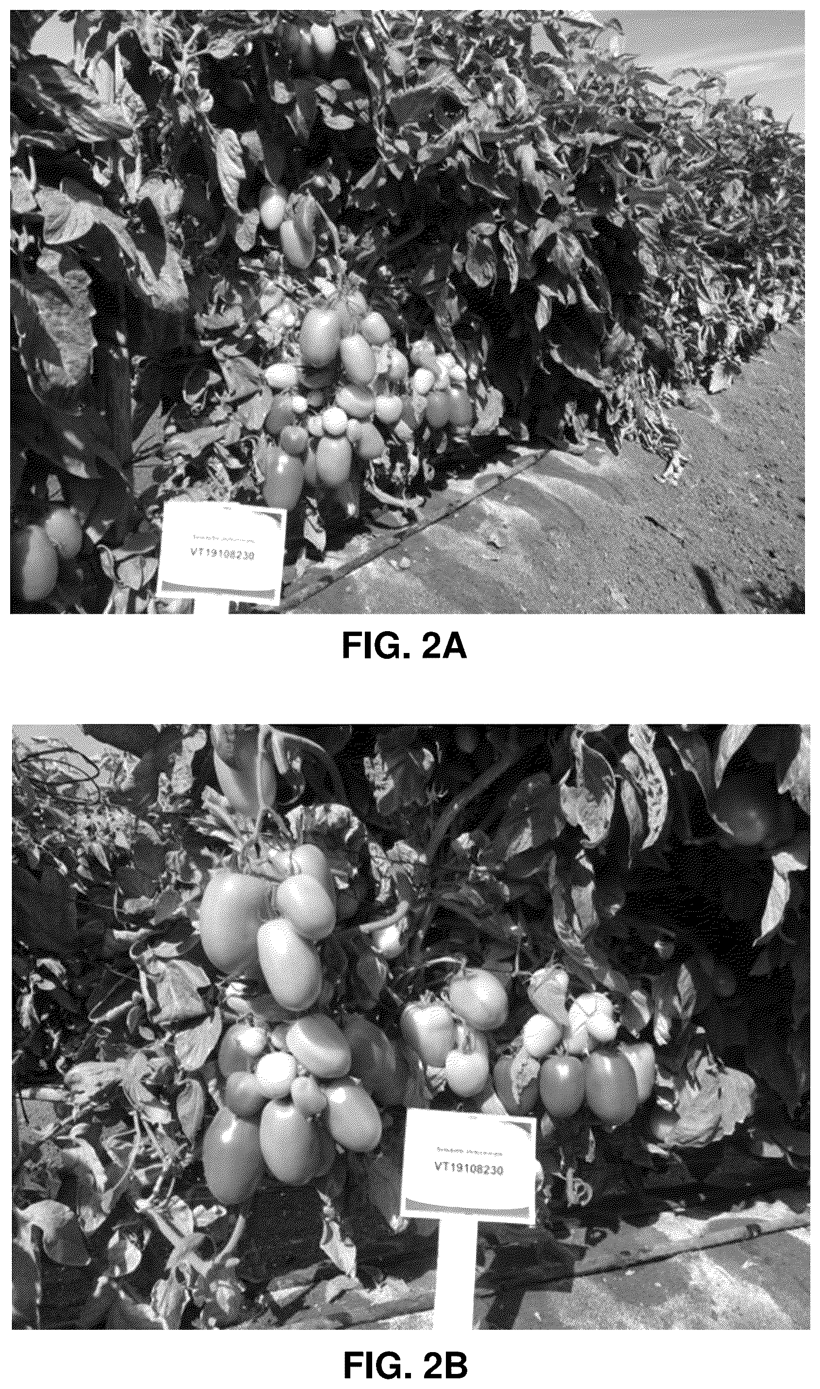 Patent US12310325 Figure 3 – Hybrid tomato variety 'VT19077208