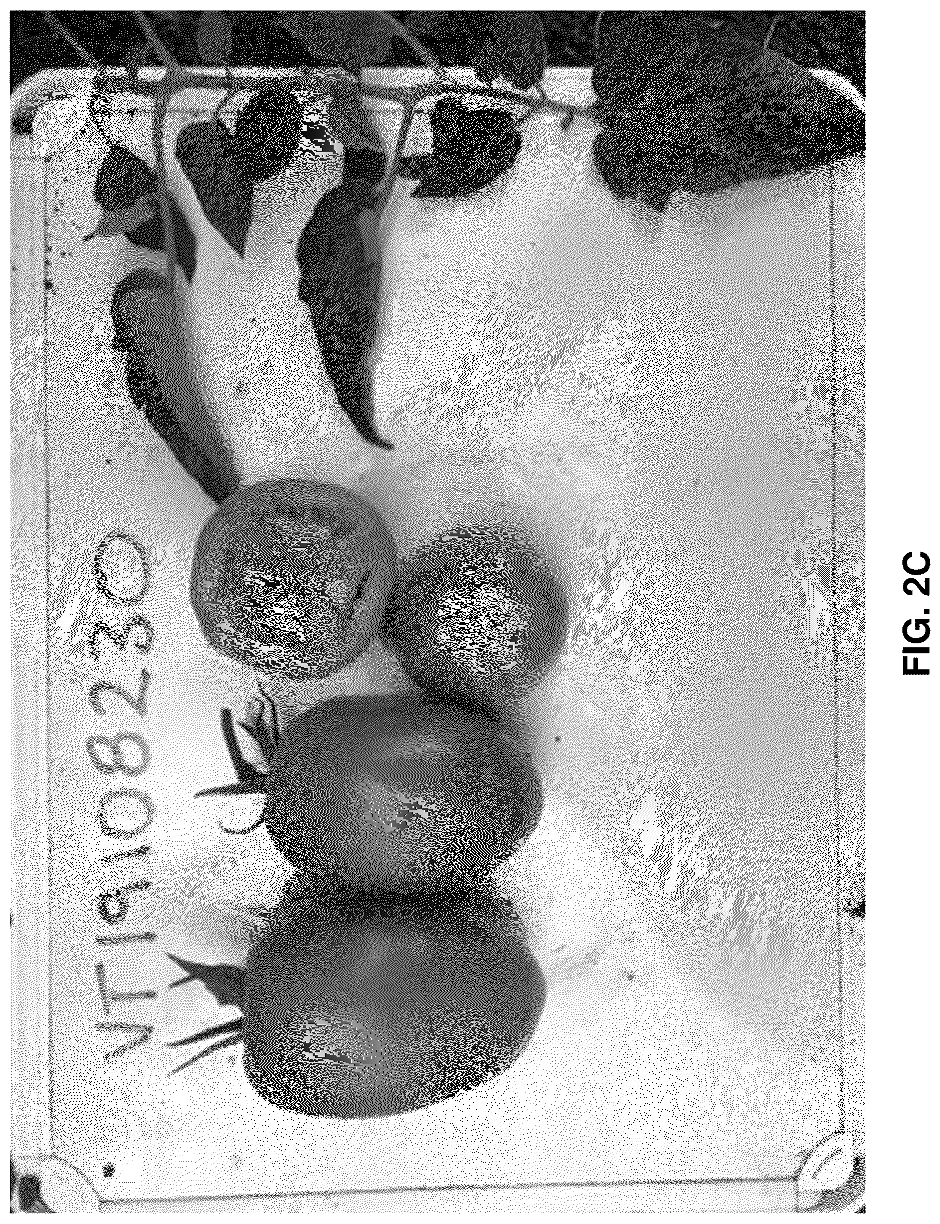Patent US12310325 Figure 4 – Hybrid tomato variety 'VT19077208
