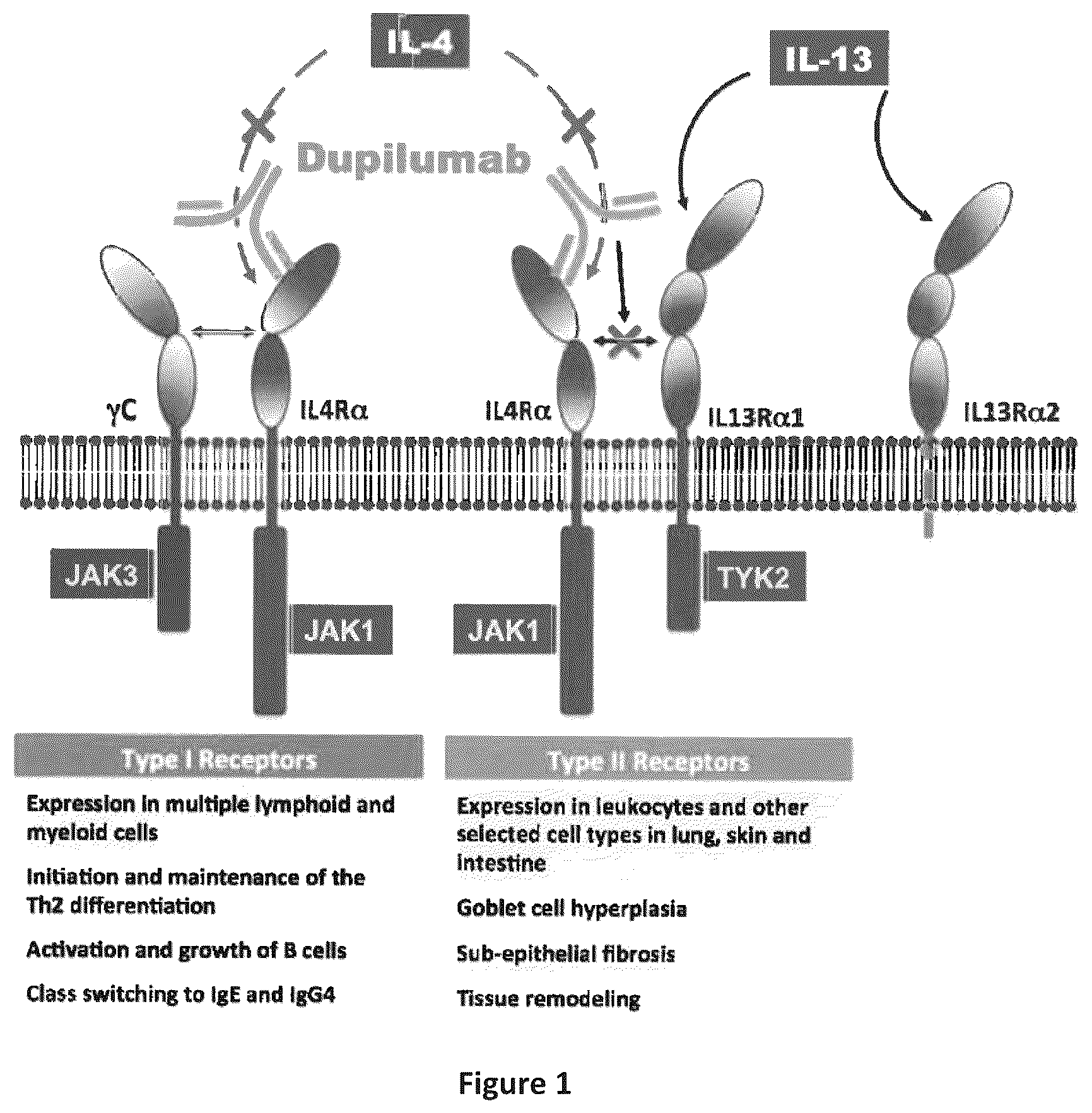 Patent US12310340 Figure 1 – Humanized IL-4 and IL-4Rα animals