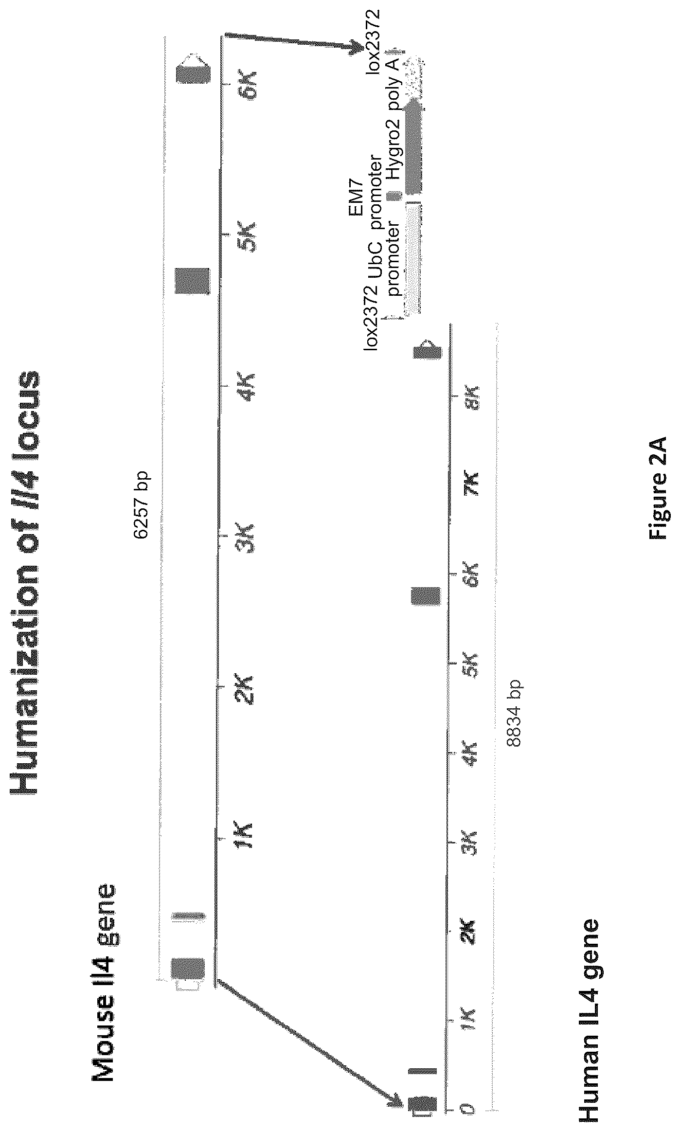 Patent US12310340 Figure 2 – Humanized IL-4 and IL-4Rα animals