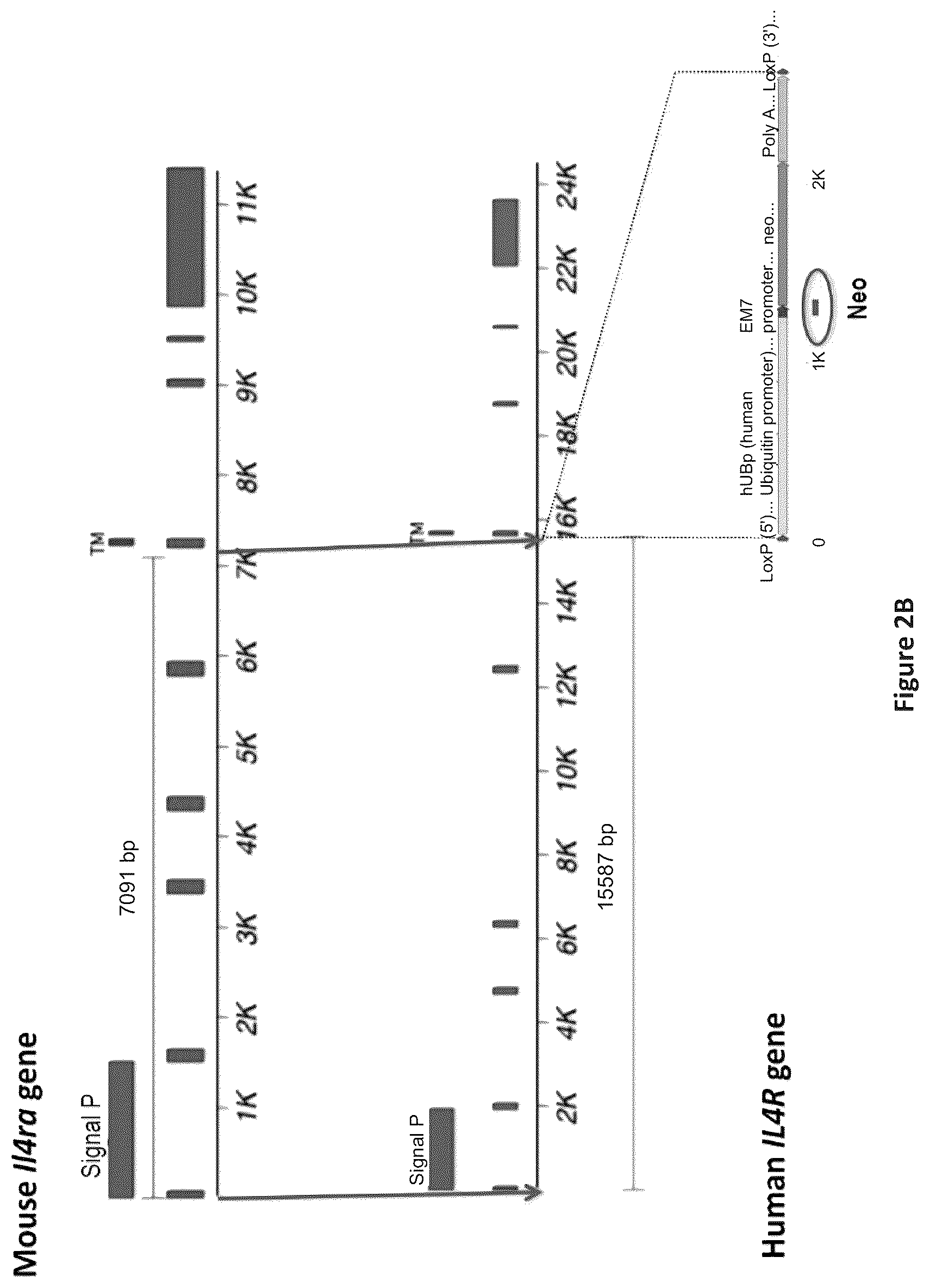 Patent US12310340 Figure 3 – Humanized IL-4 and IL-4Rα animals