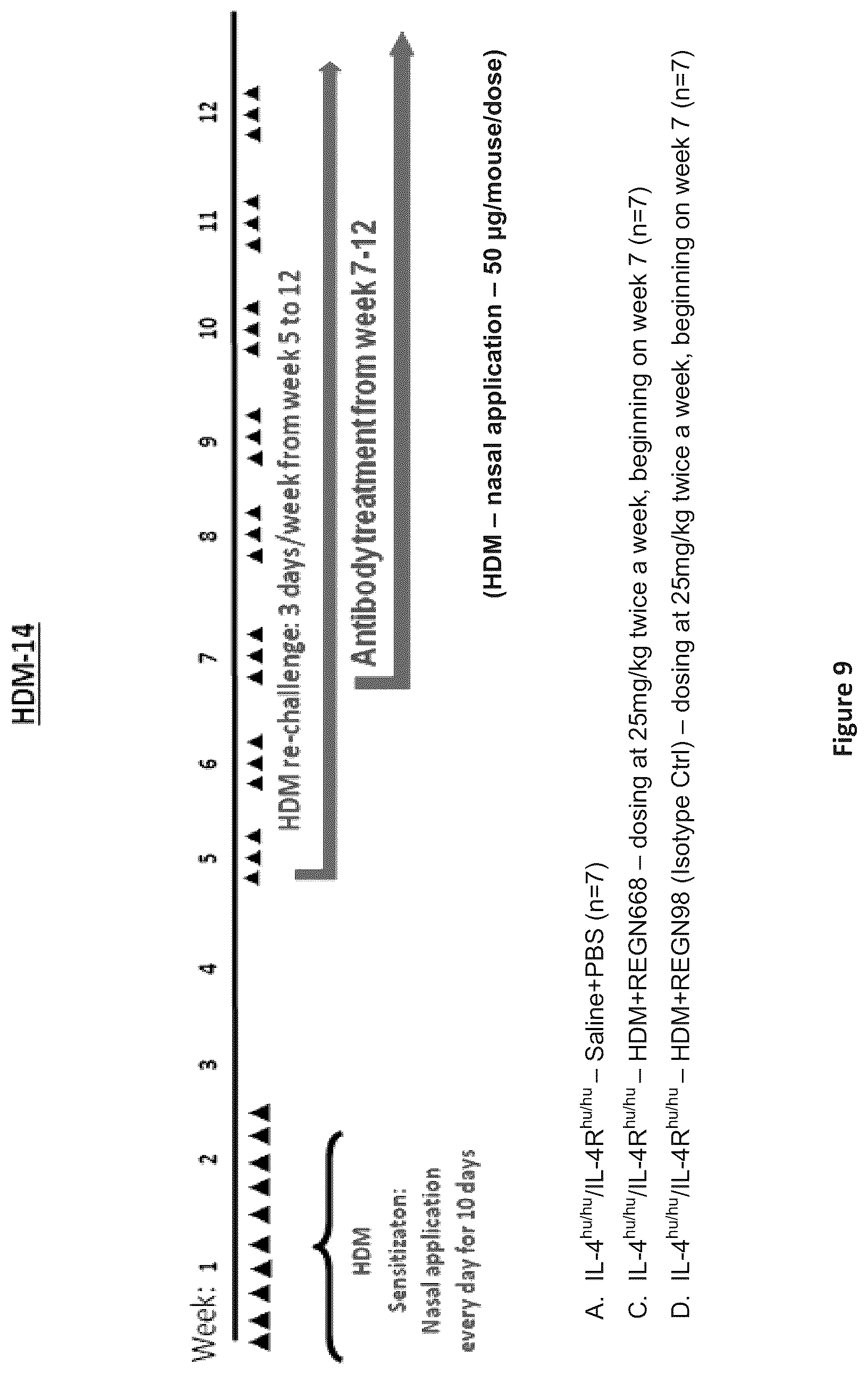 Patent US12310340 Figure 9 – Humanized IL-4 and IL-4Rα animals