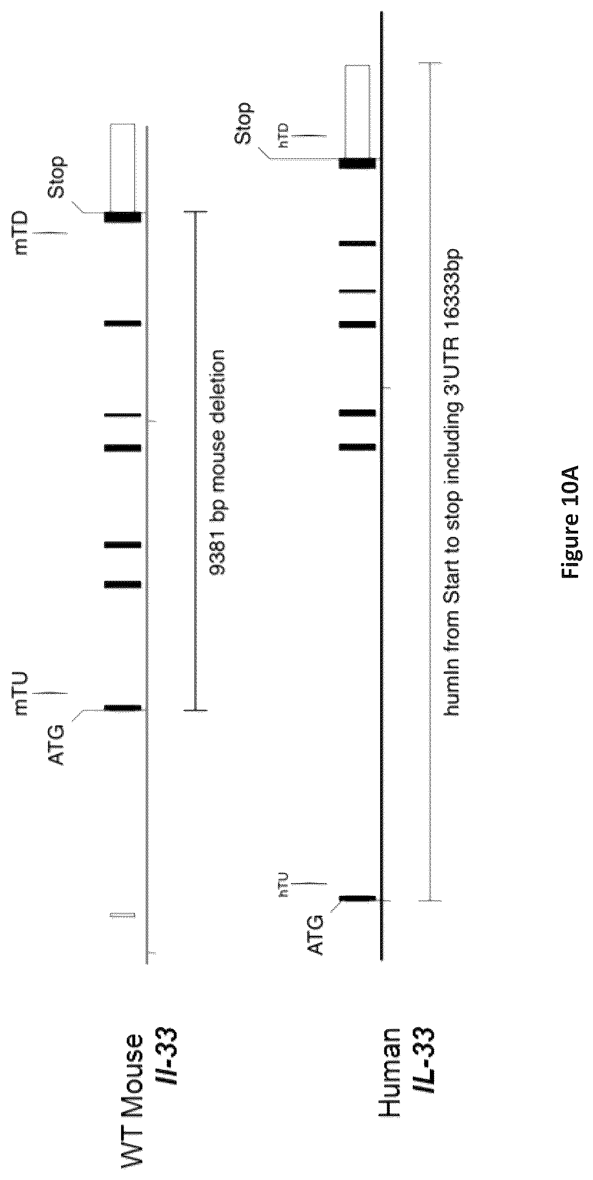 Patent US12310340 Figure 10 – Humanized IL-4 and IL-4Rα animals