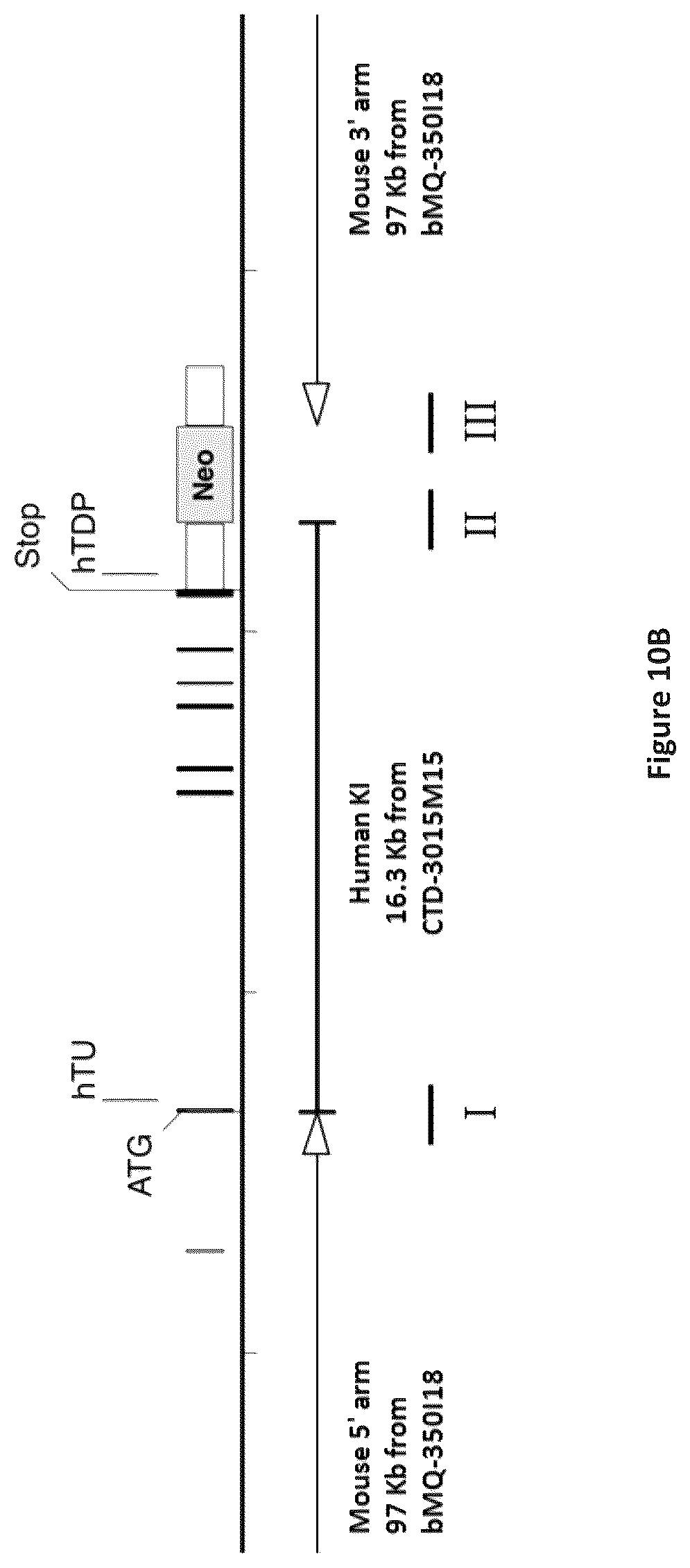 Patent US12310340 Figure 11 – Humanized IL-4 and IL-4Rα animals