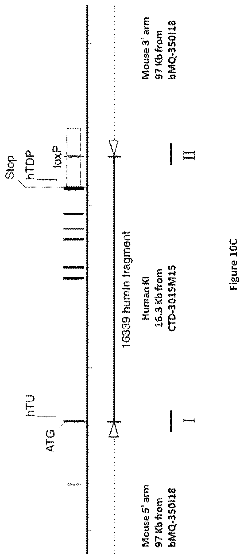 Patent US12310340 Figure 12 – Humanized IL-4 and IL-4Rα animals