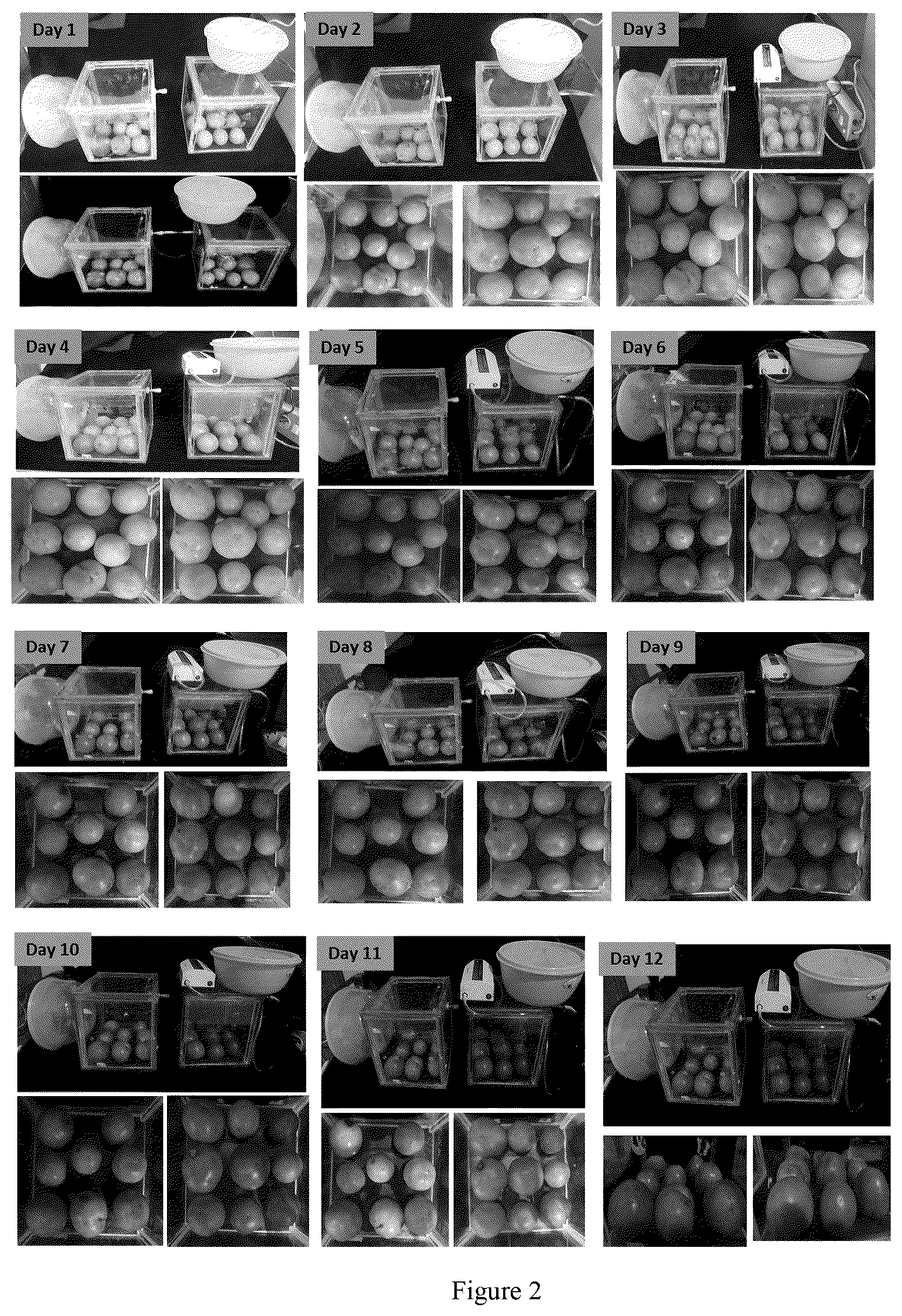 Patent US12310380 Figure 2 – Method for extending shelf-life of agricultural produce
