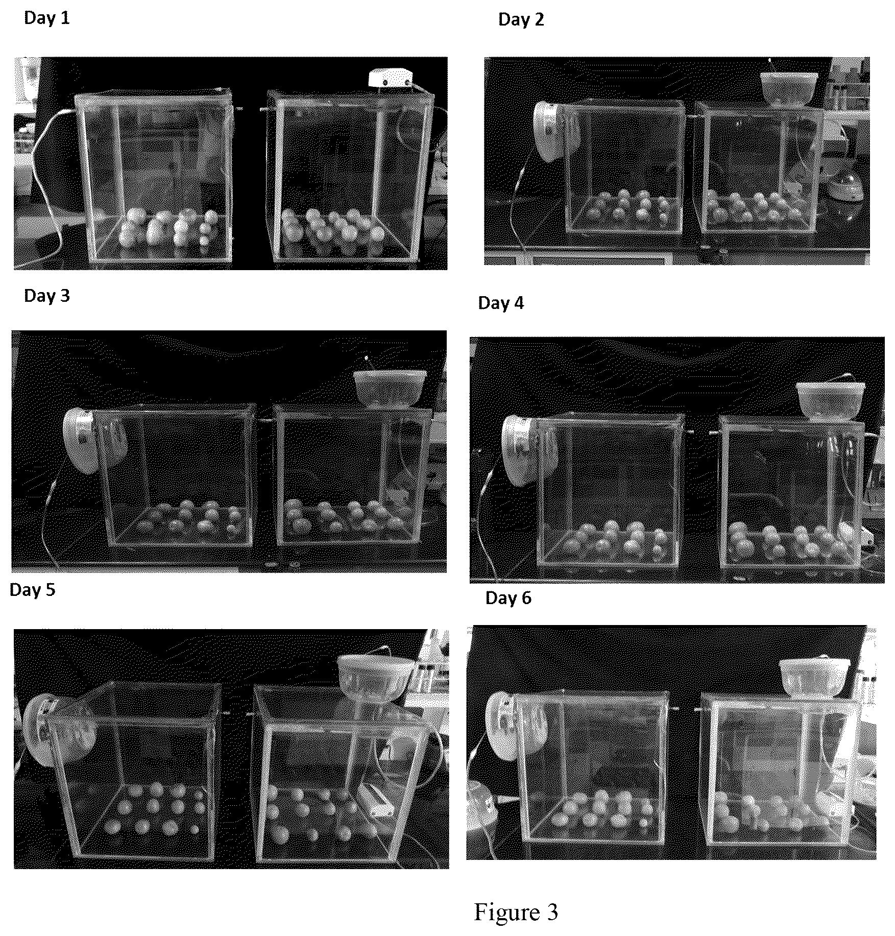 Patent US12310380 Figure 3 – Method for extending shelf-life of agricultural produce
