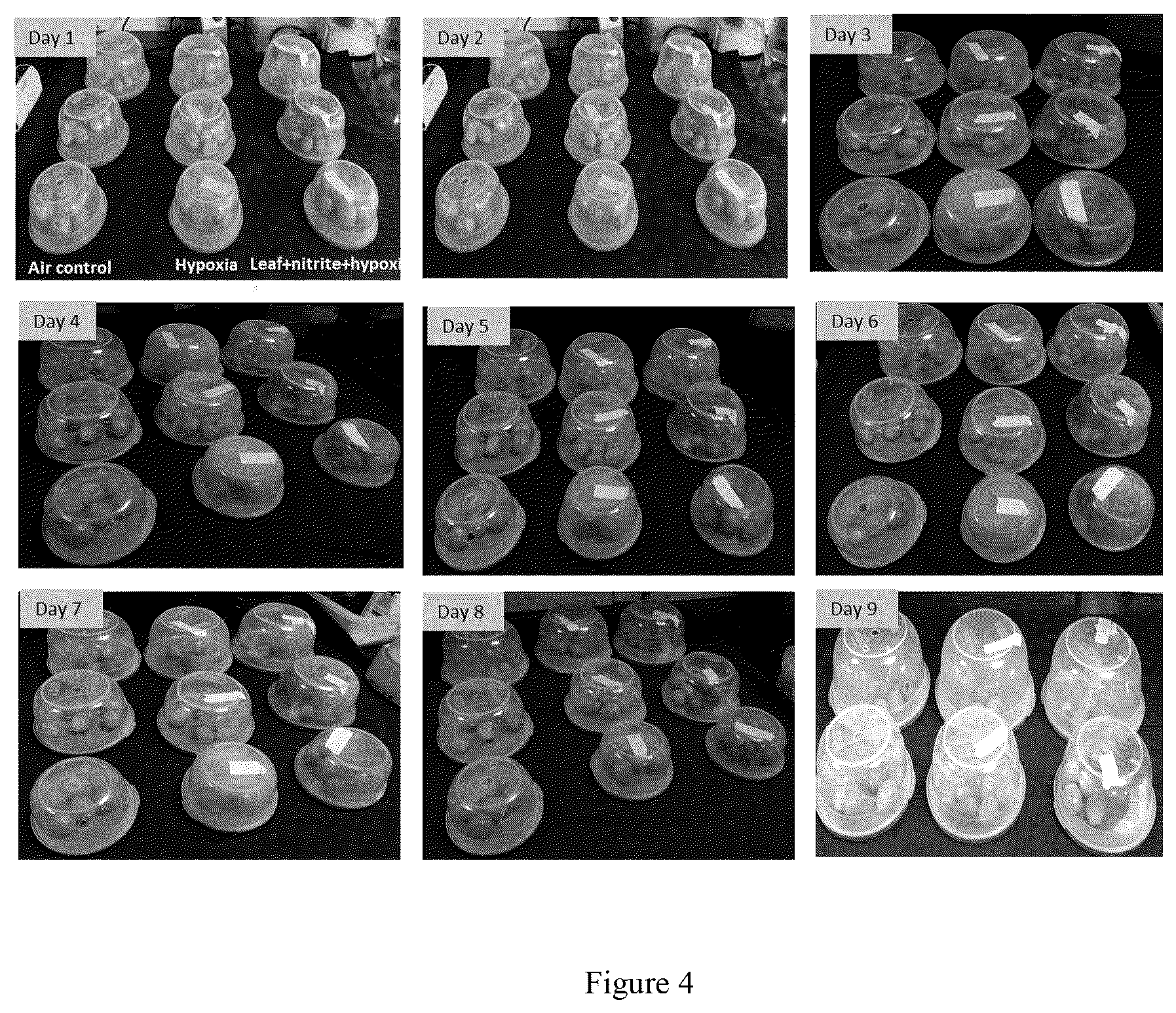 Patent US12310380 Figure 4 – Method for extending shelf-life of agricultural produce