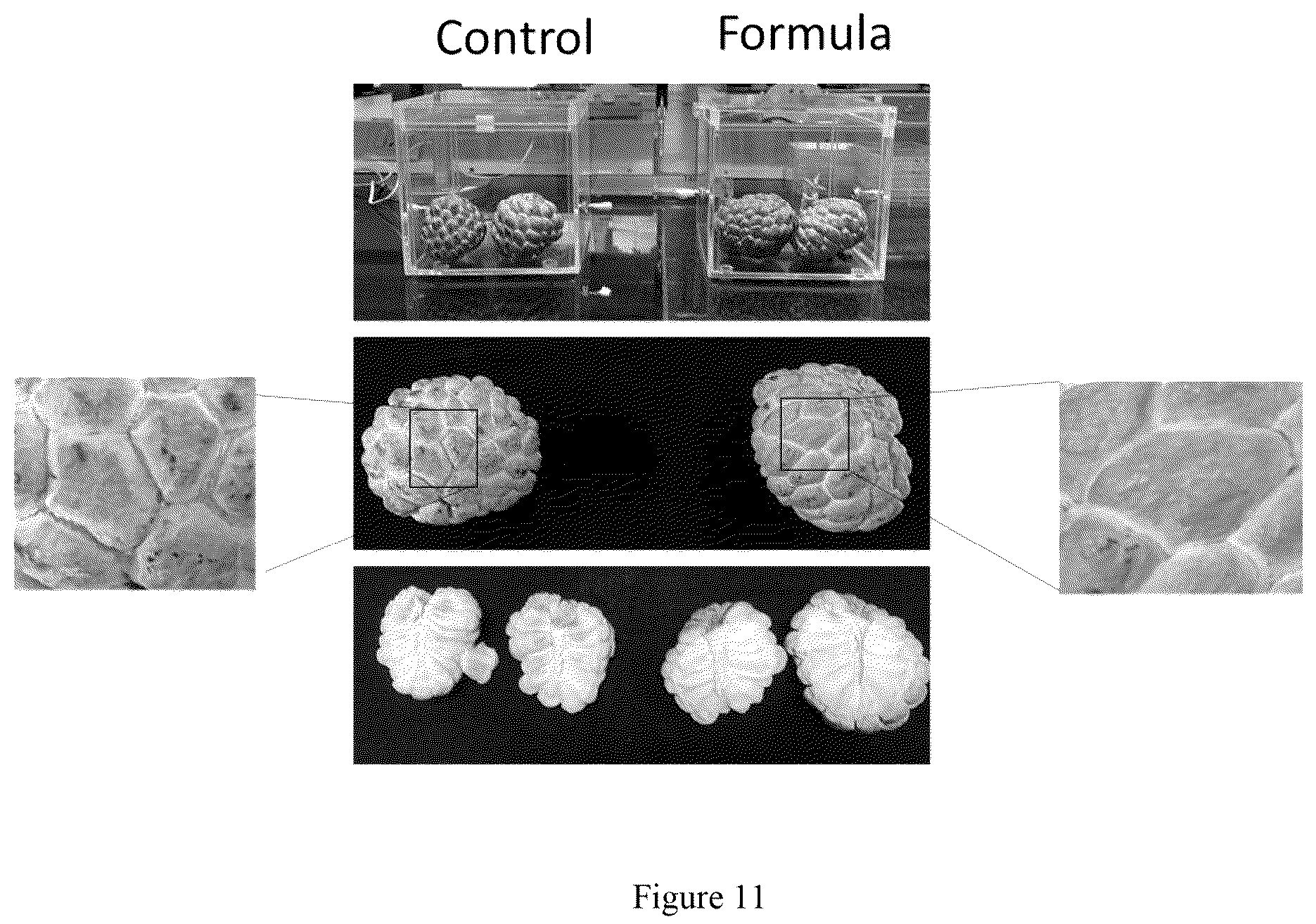 Patent US12310380 Figure 11 – Method for extending shelf-life of agricultural produce