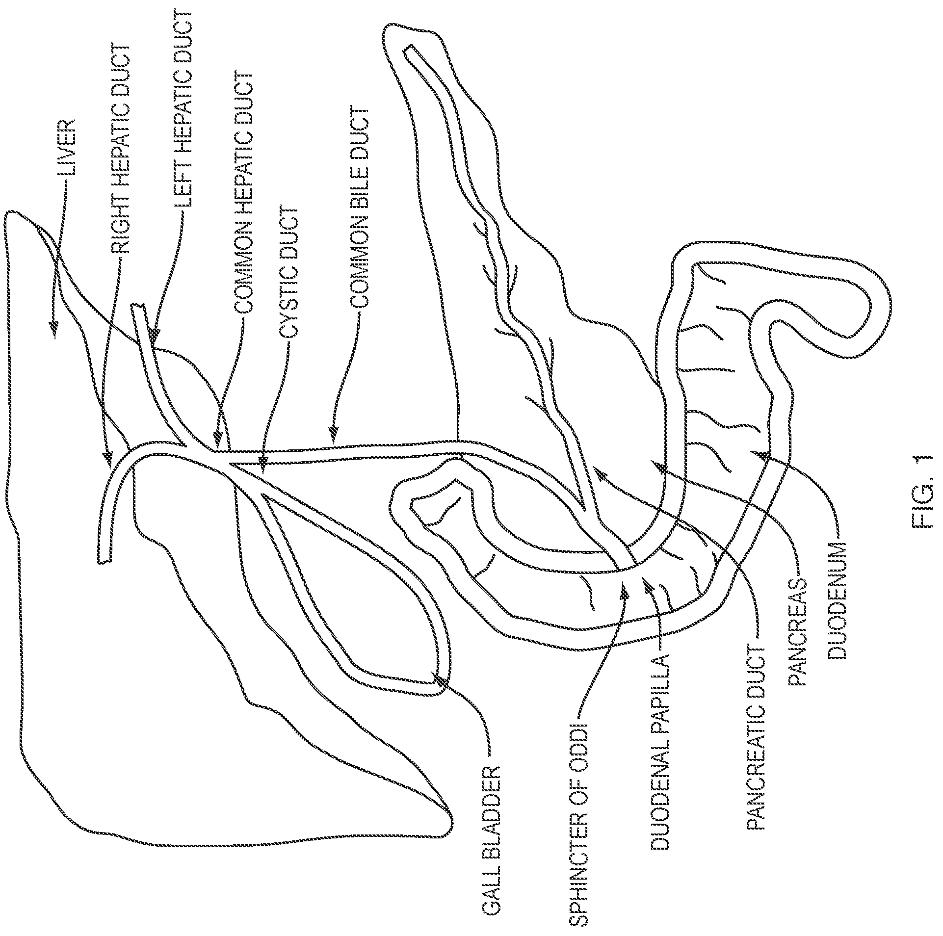 Patent US12310562 — Attachment for duodenoscope — Figure 1