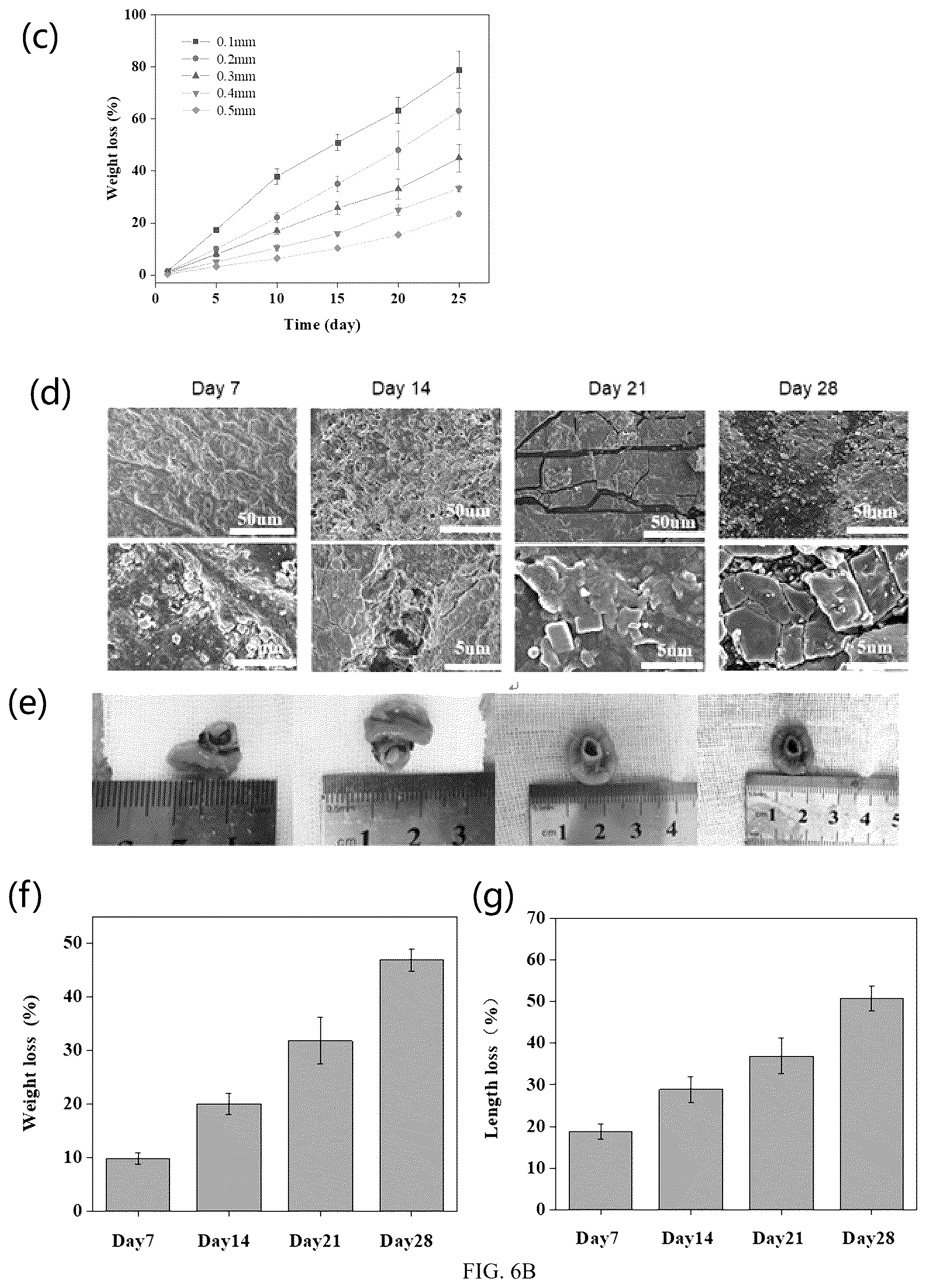 Patent US12310834 Figure 3 – PTMC-based intestinal anastomosis stent of bioabsorbable flexible elastomer and preparation method therefor