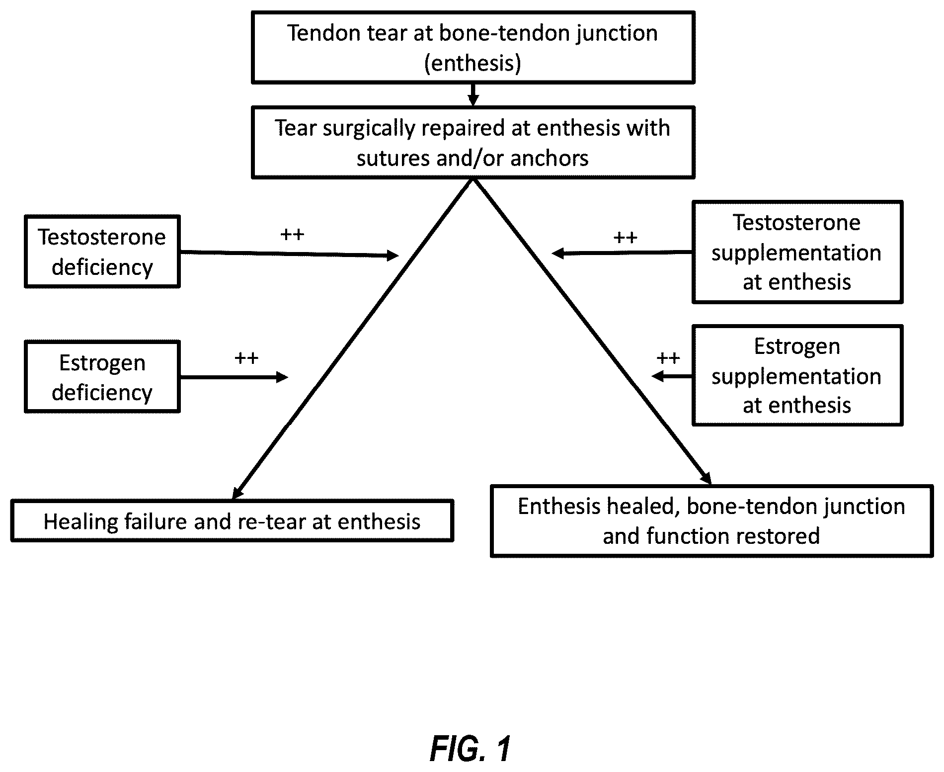 Patent US12310928 Figure 1 – Enthesis healing