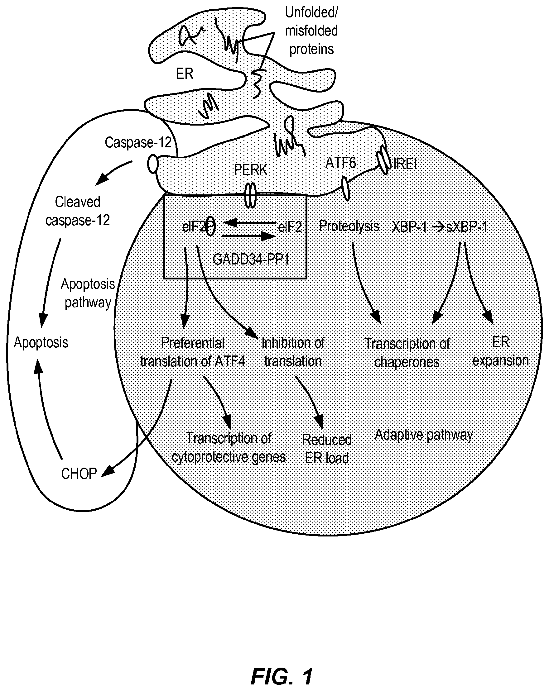 Patent US12310933 Figure 1 – Treatment of demyelinating disorders