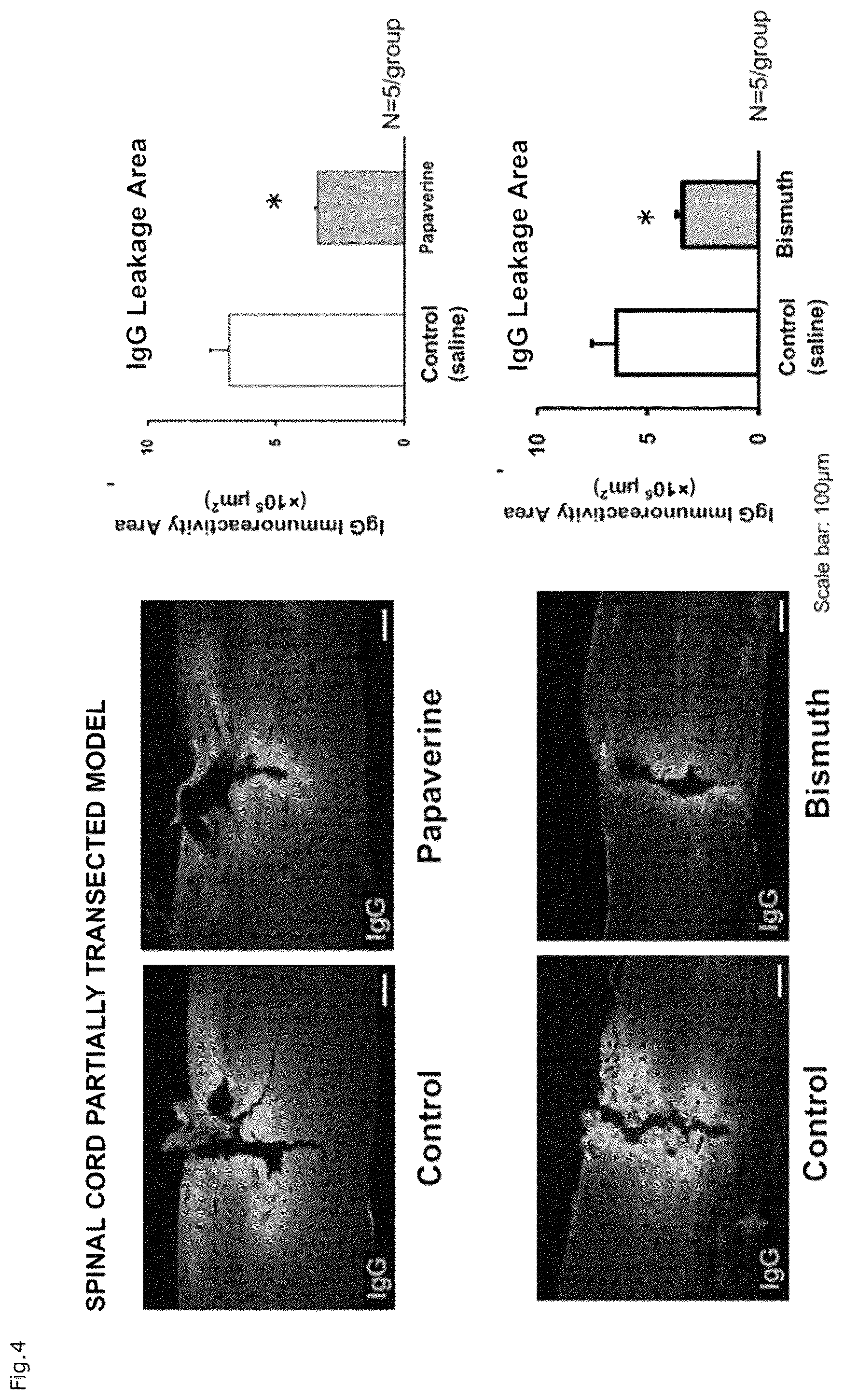 Patent US12310941 Figure 3 – Agent for protection of blood brain spinal cord barrier