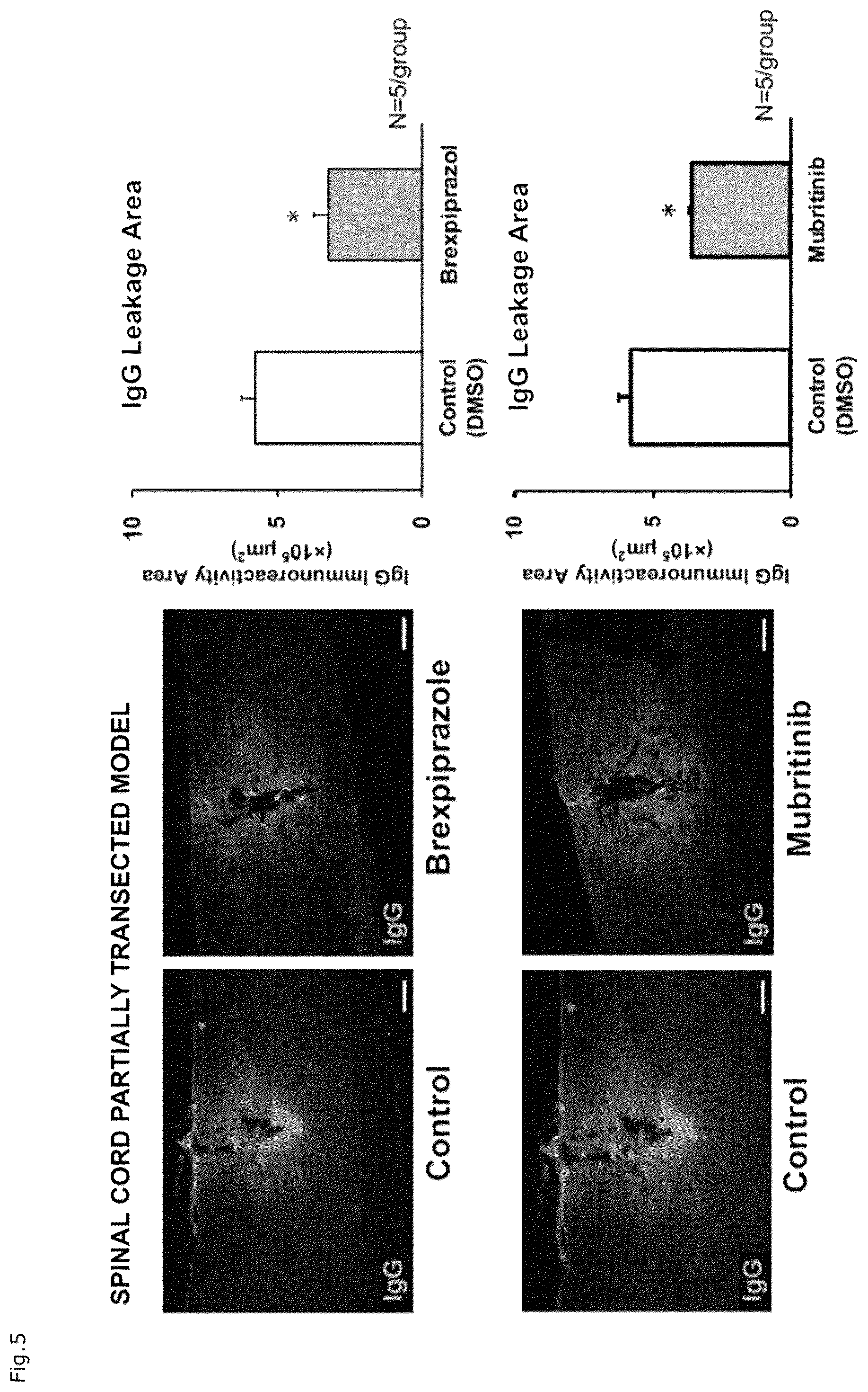 Patent US12310941 Figure 4 – Agent for protection of blood brain spinal cord barrier