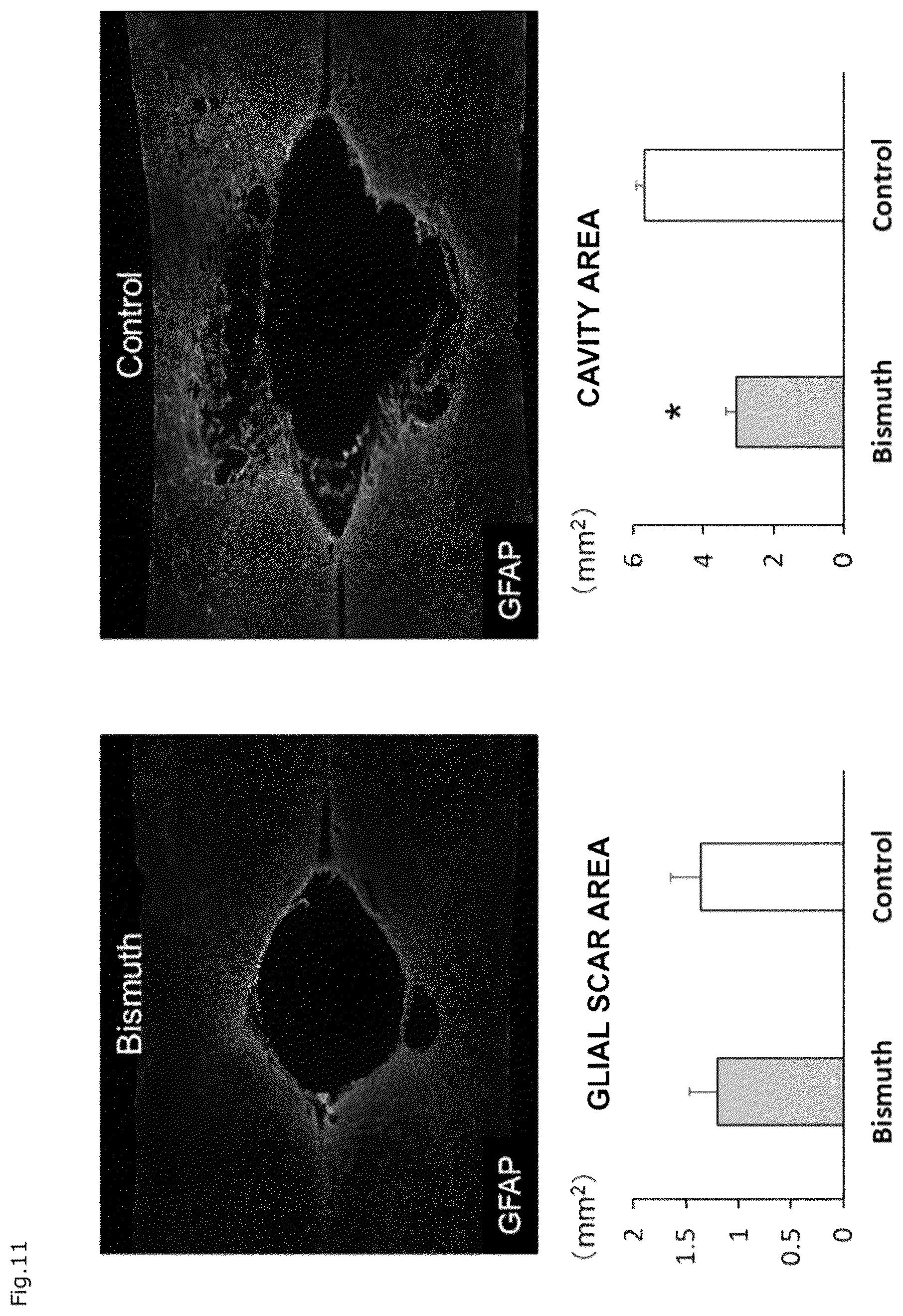 Patent US12310941 Figure 8 – Agent for protection of blood brain spinal cord barrier