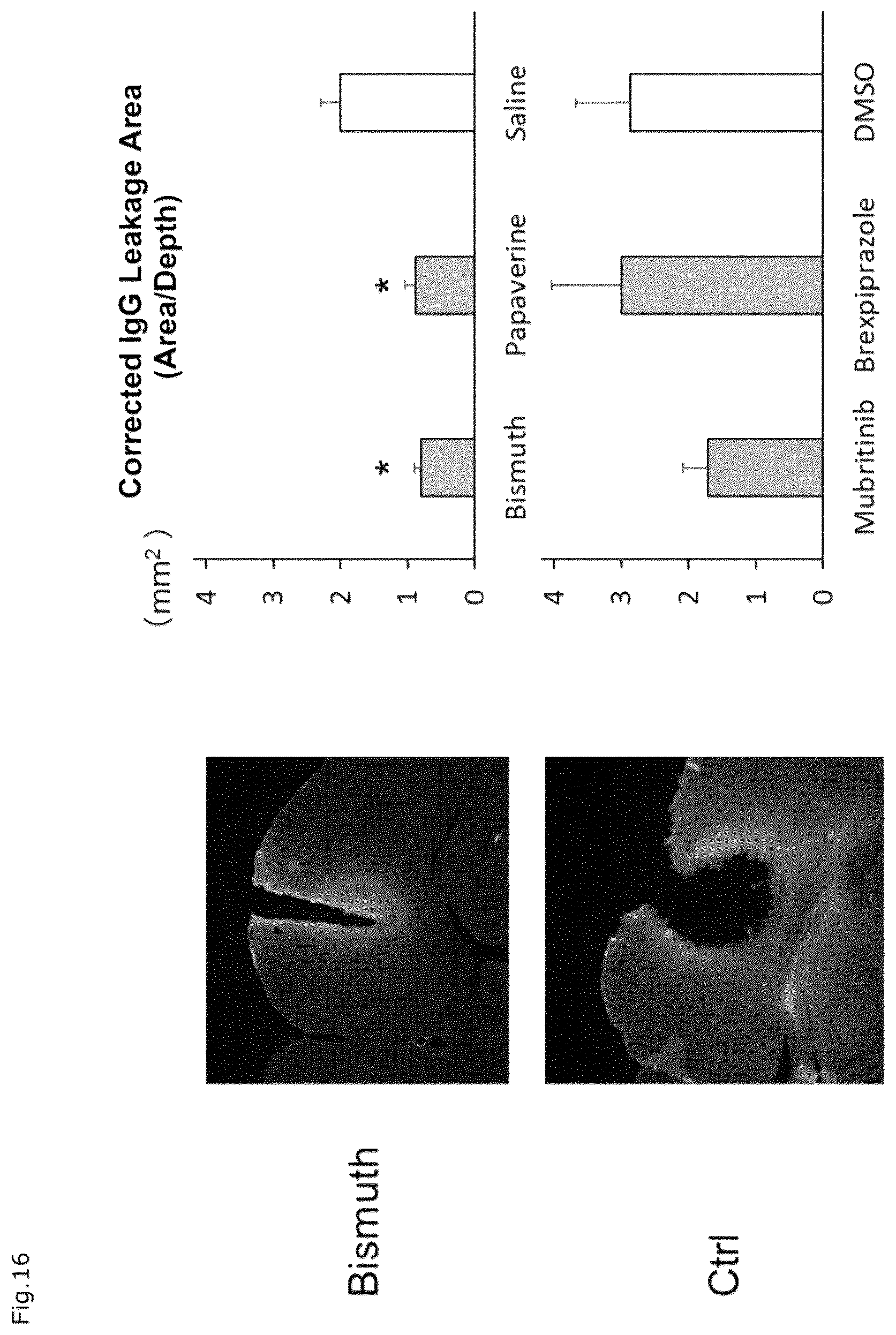 Patent US12310941 Figure 12 – Agent for protection of blood brain spinal cord barrier