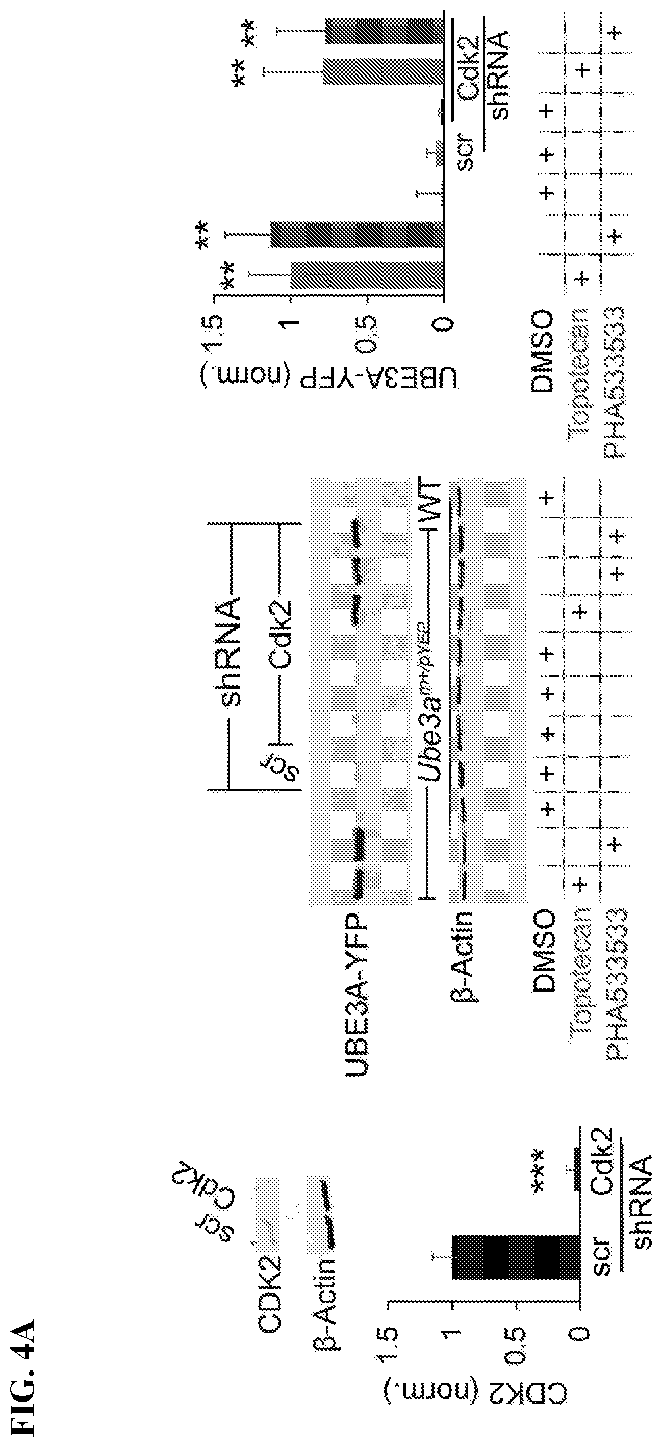Patent US12310947 Figure 8 – Methods and compositions for unsilencing imprinted genes