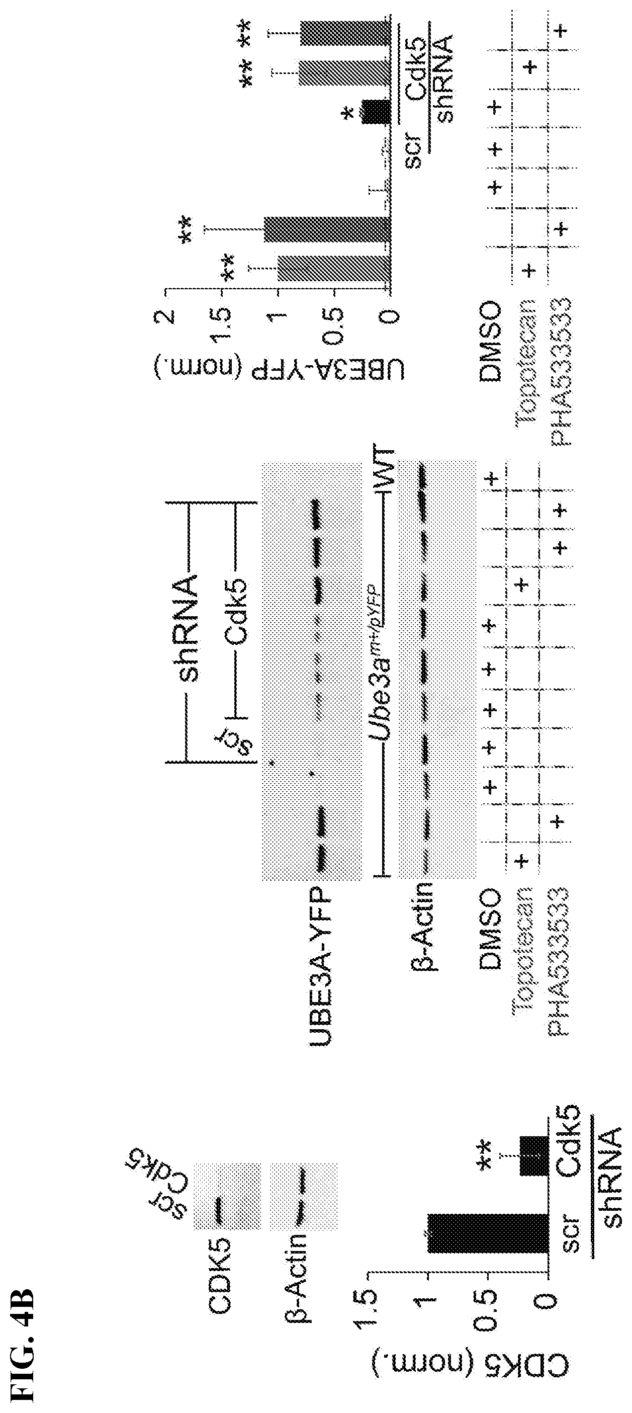 Patent US12310947 Figure 9 – Methods and compositions for unsilencing imprinted genes
