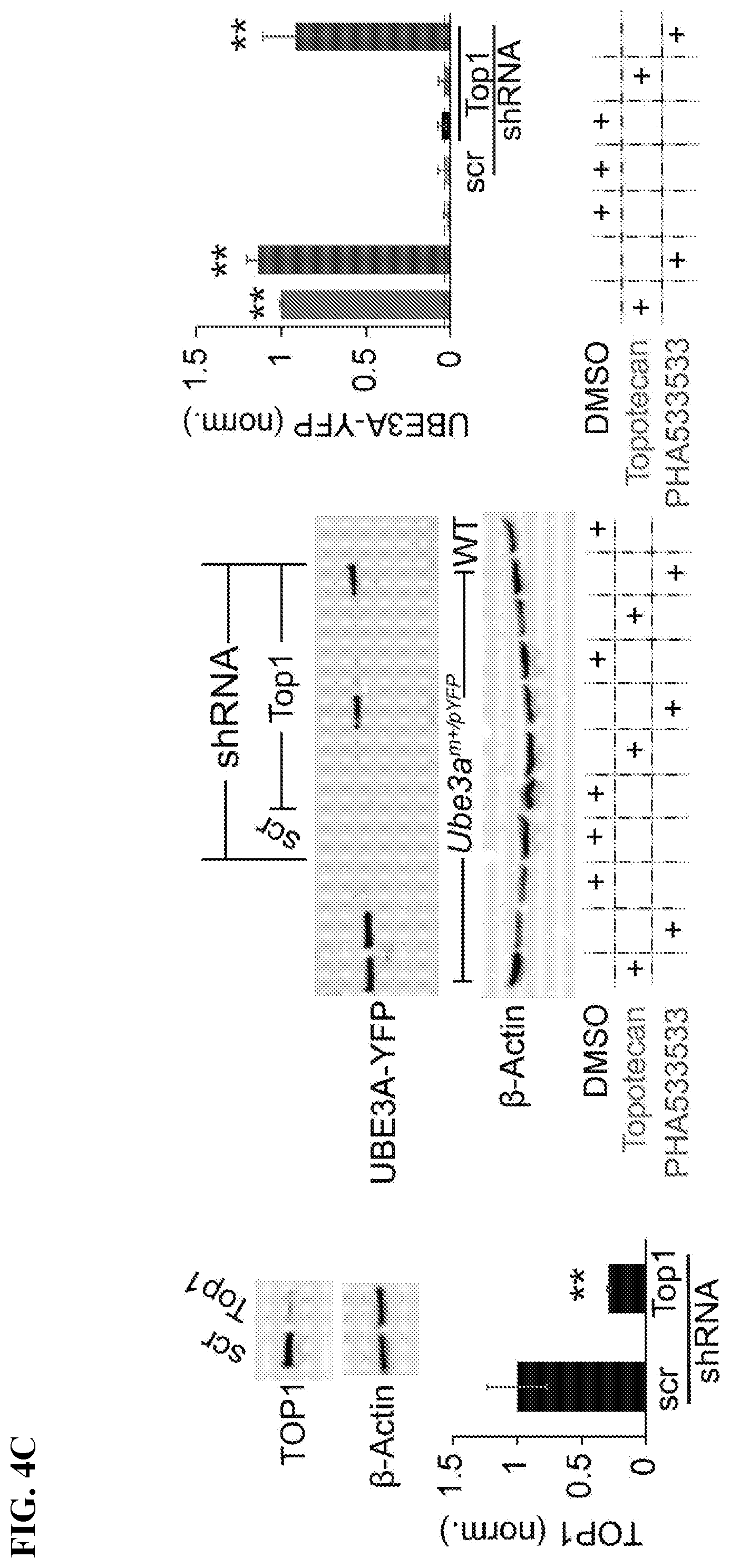 Patent US12310947 Figure 10 – Methods and compositions for unsilencing imprinted genes