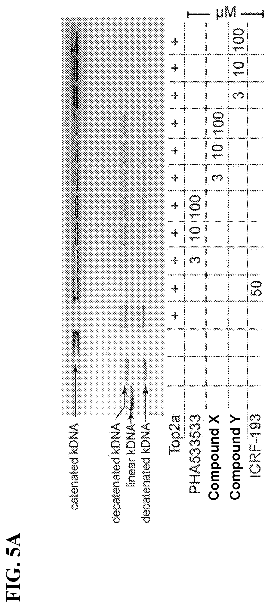 Patent US12310947 Figure 11 – Methods and compositions for unsilencing imprinted genes