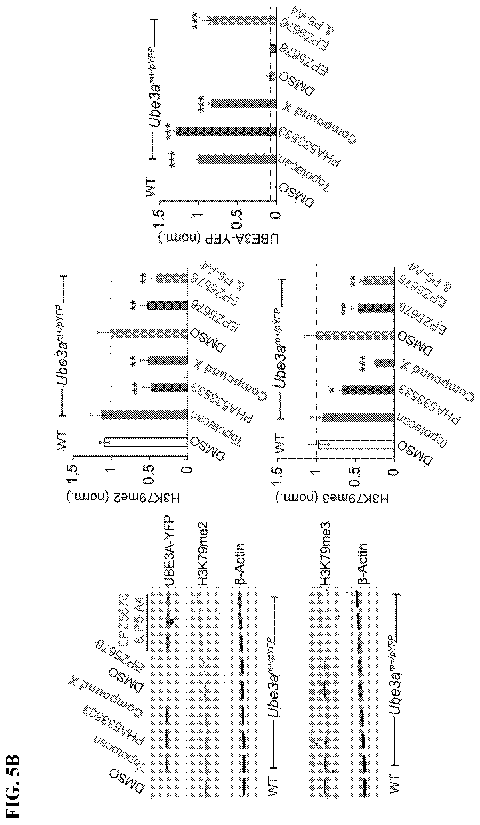 Patent US12310947 Figure 12 – Methods and compositions for unsilencing imprinted genes