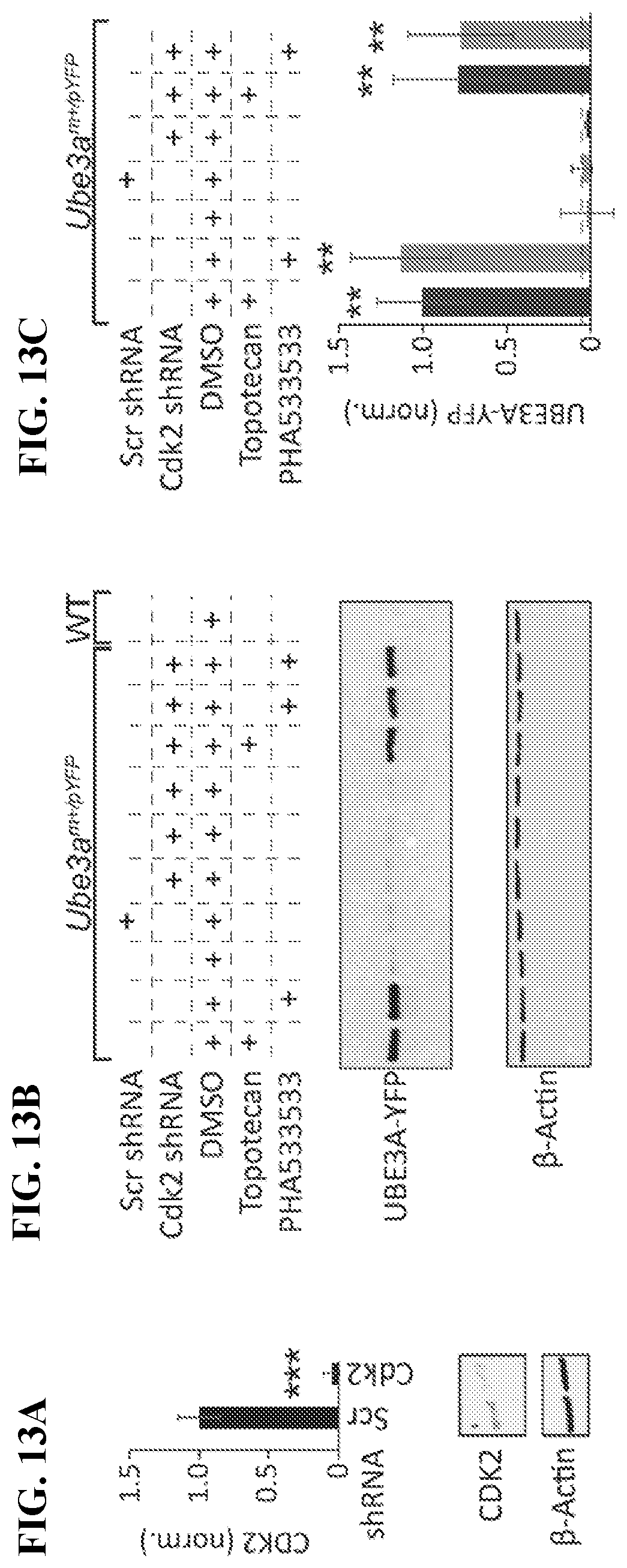 Patent US12310947 Figure 20 – Methods and compositions for unsilencing imprinted genes