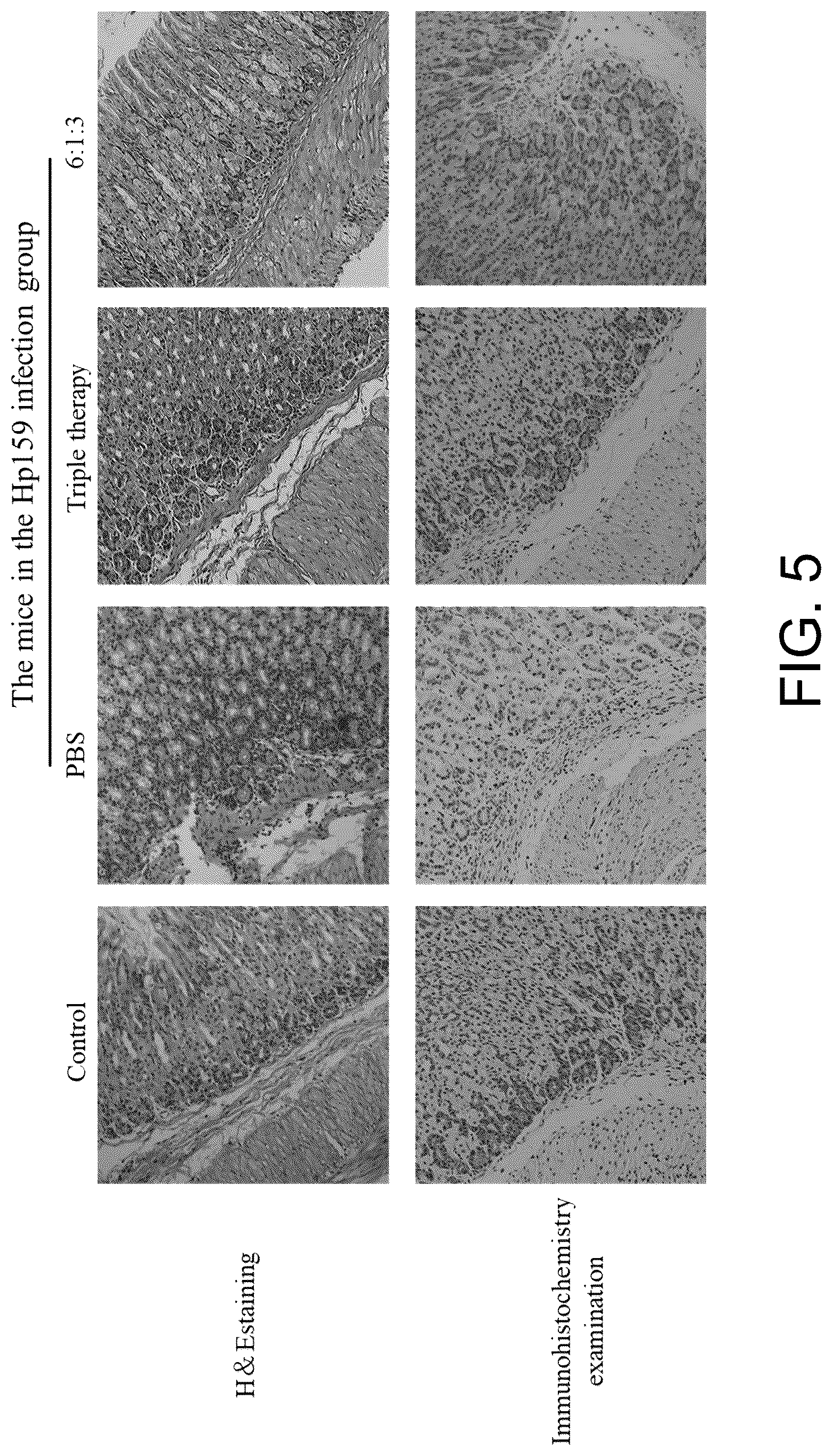 Patent US12310952 Figure 4 – Traditional Chinese drug monomer composition for treating Helicobacter pylori , preparation method and use thereof